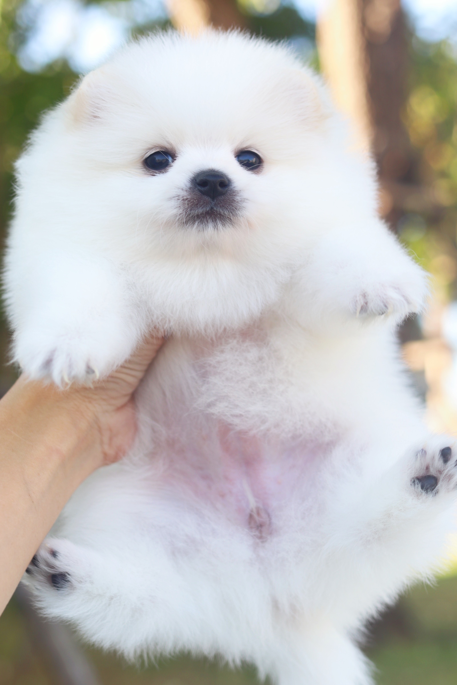 ปอมเมอเรเนียน เพศเมียขาวครีม