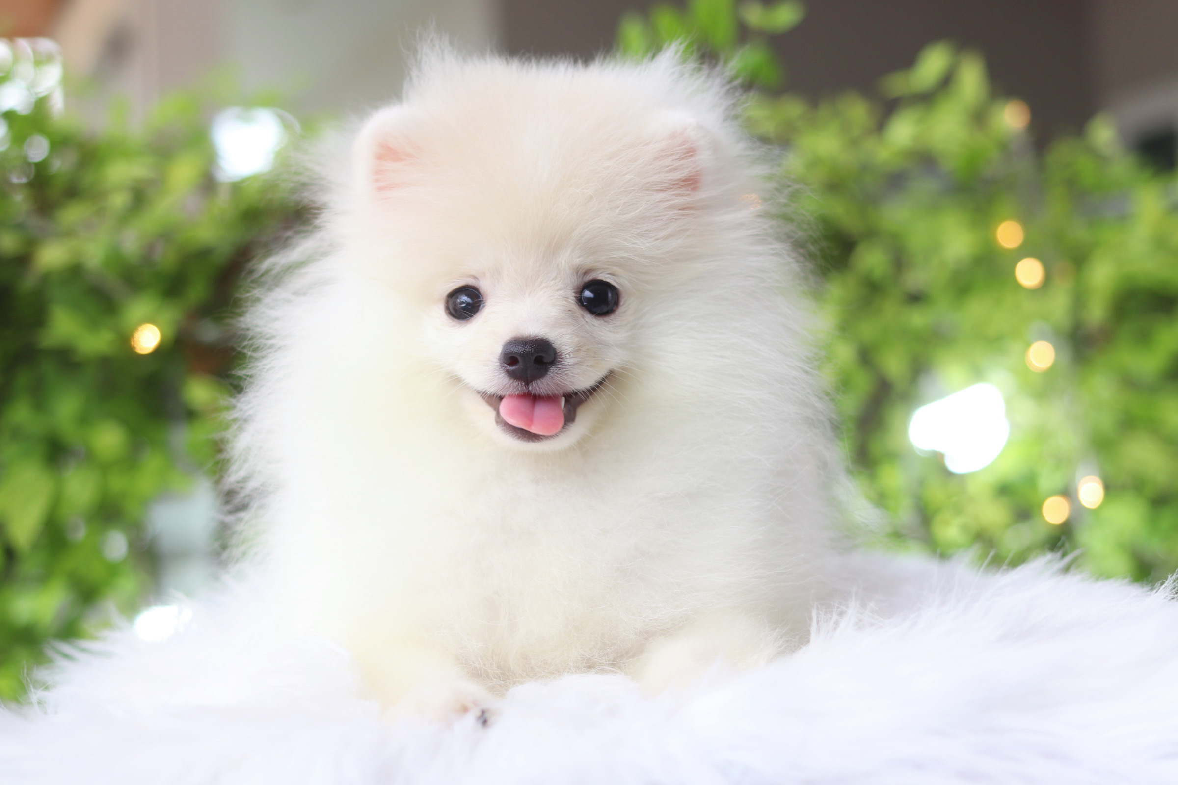 ปอมเมอเรเนียน เพศเมียสีขาวครีม