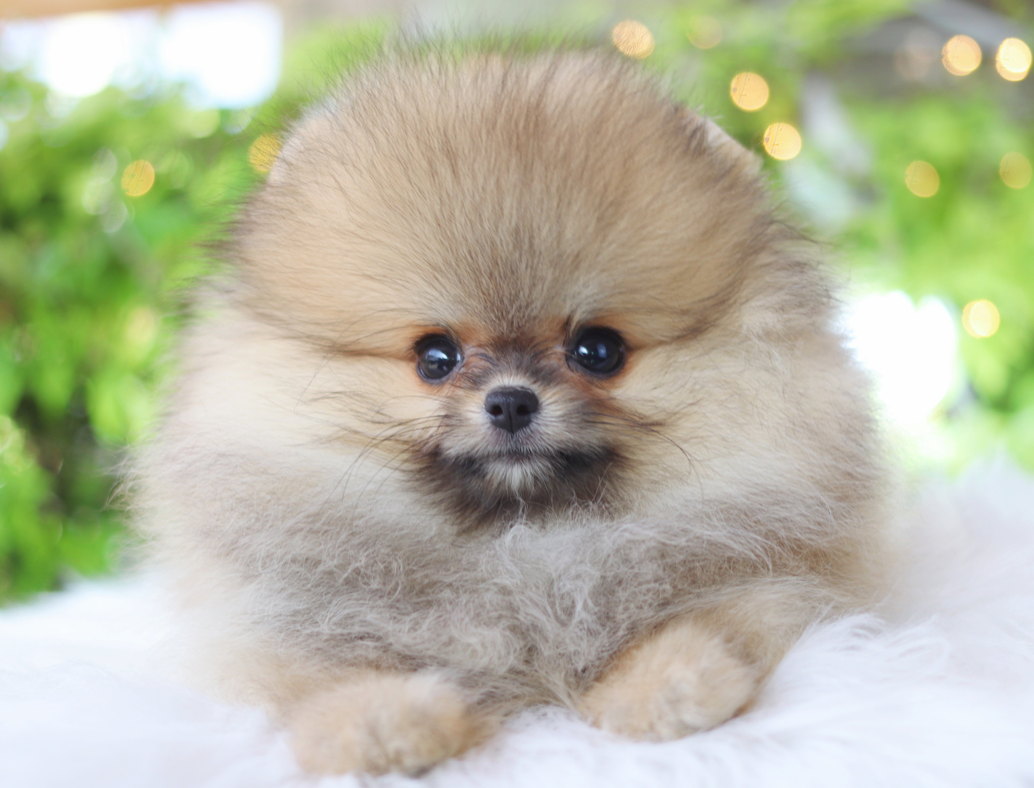 ปอมเมอเรเนียน เพศเมียสีส้มเกรดโชว์