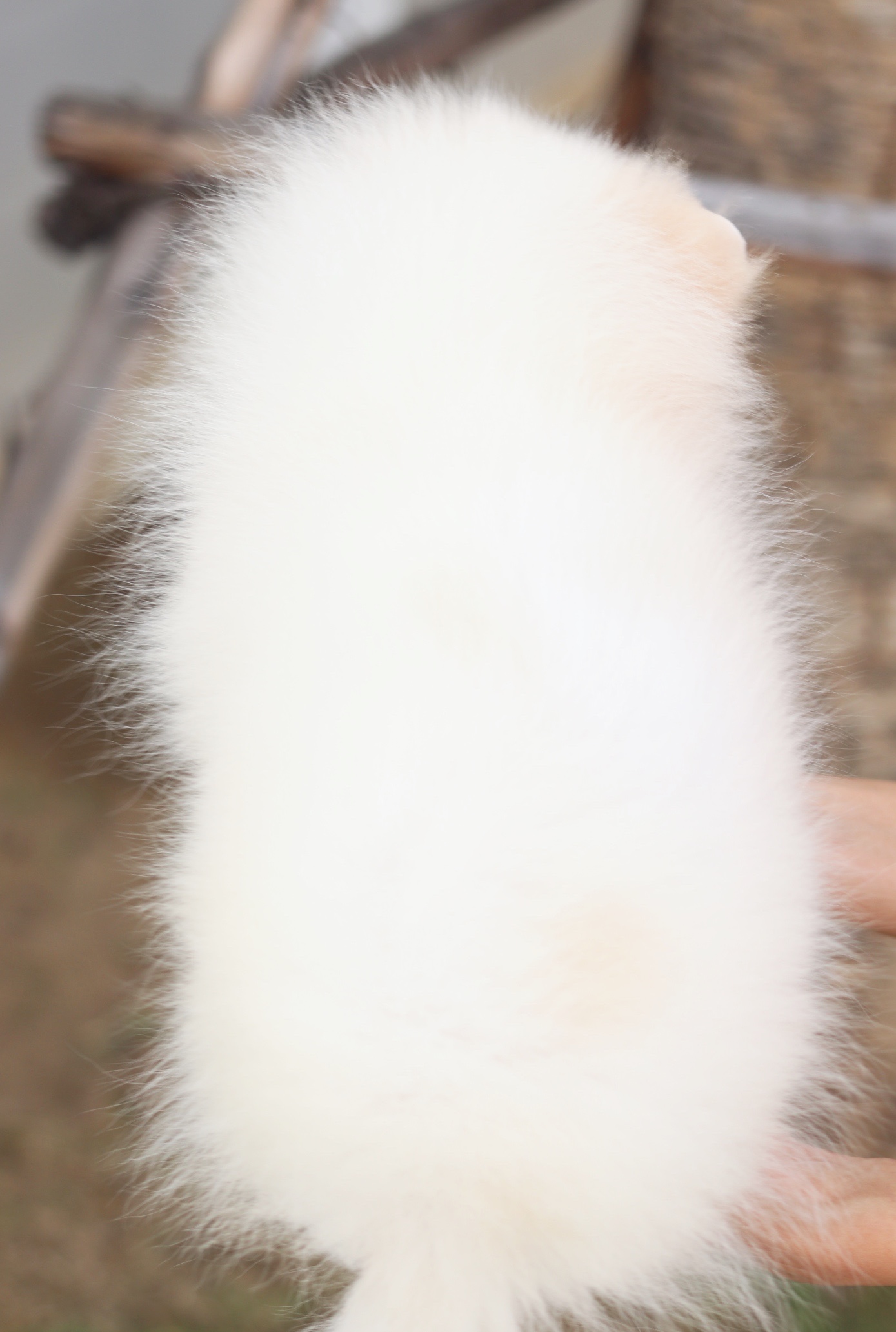 ปอมเมอเรเนียน เพศเมีย สีครีมสามเดือน