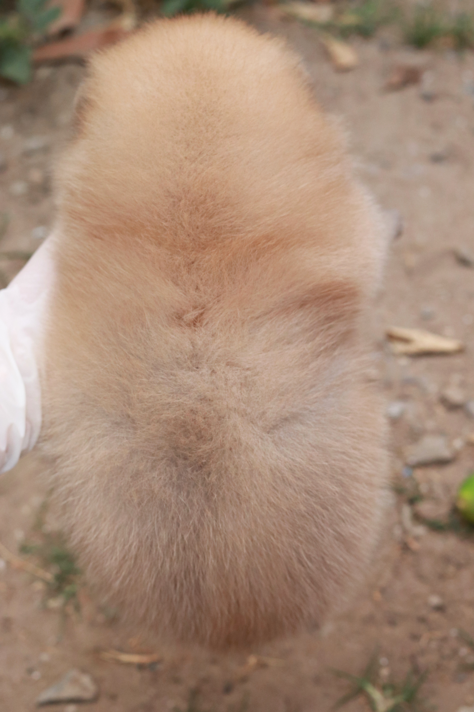 ปอมเมอเรเนียน เพศผู้