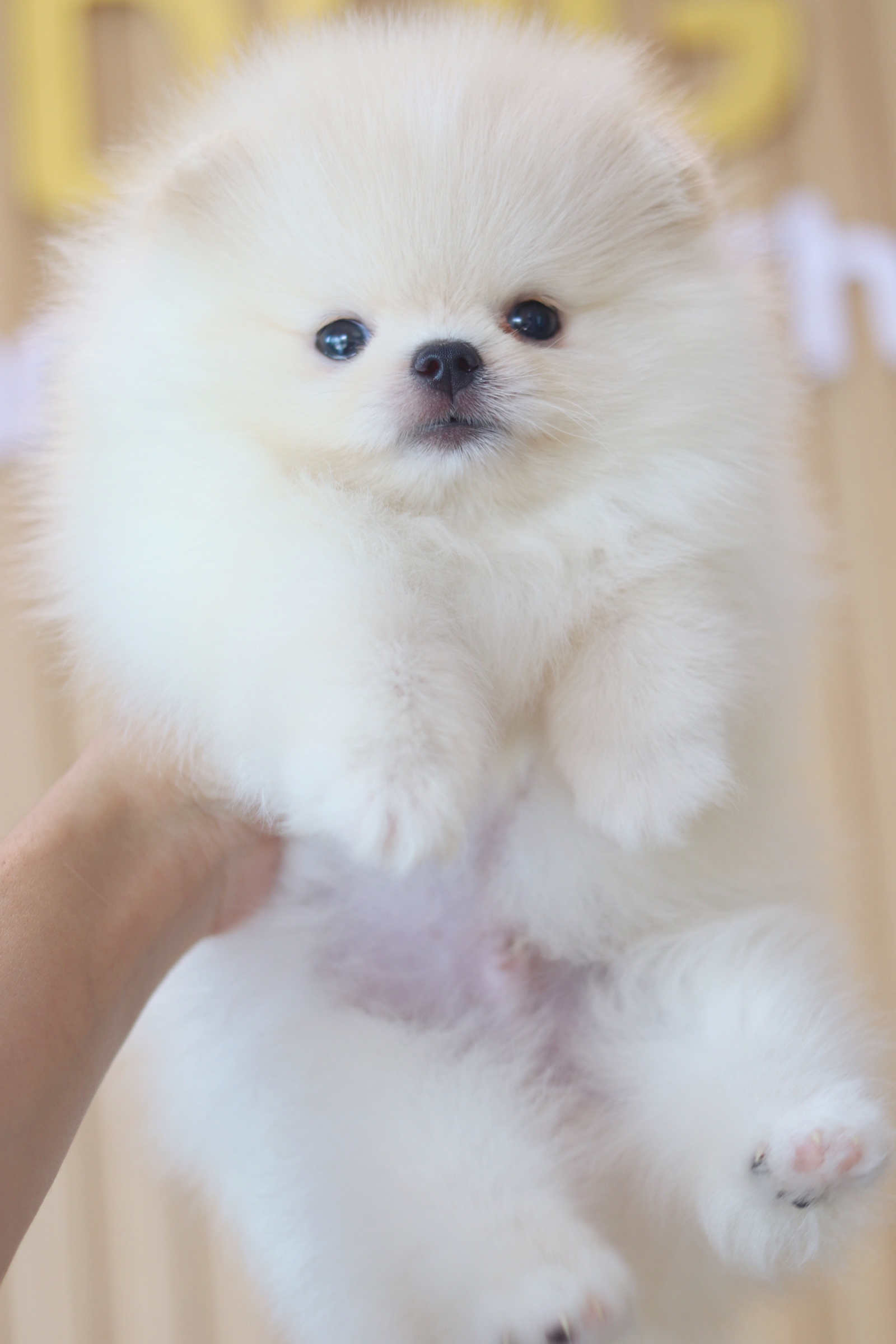 ปอมเมอเรเนียน เพศผู้สีขาวครีม เกรดโชว์ ไซส์เล็ก