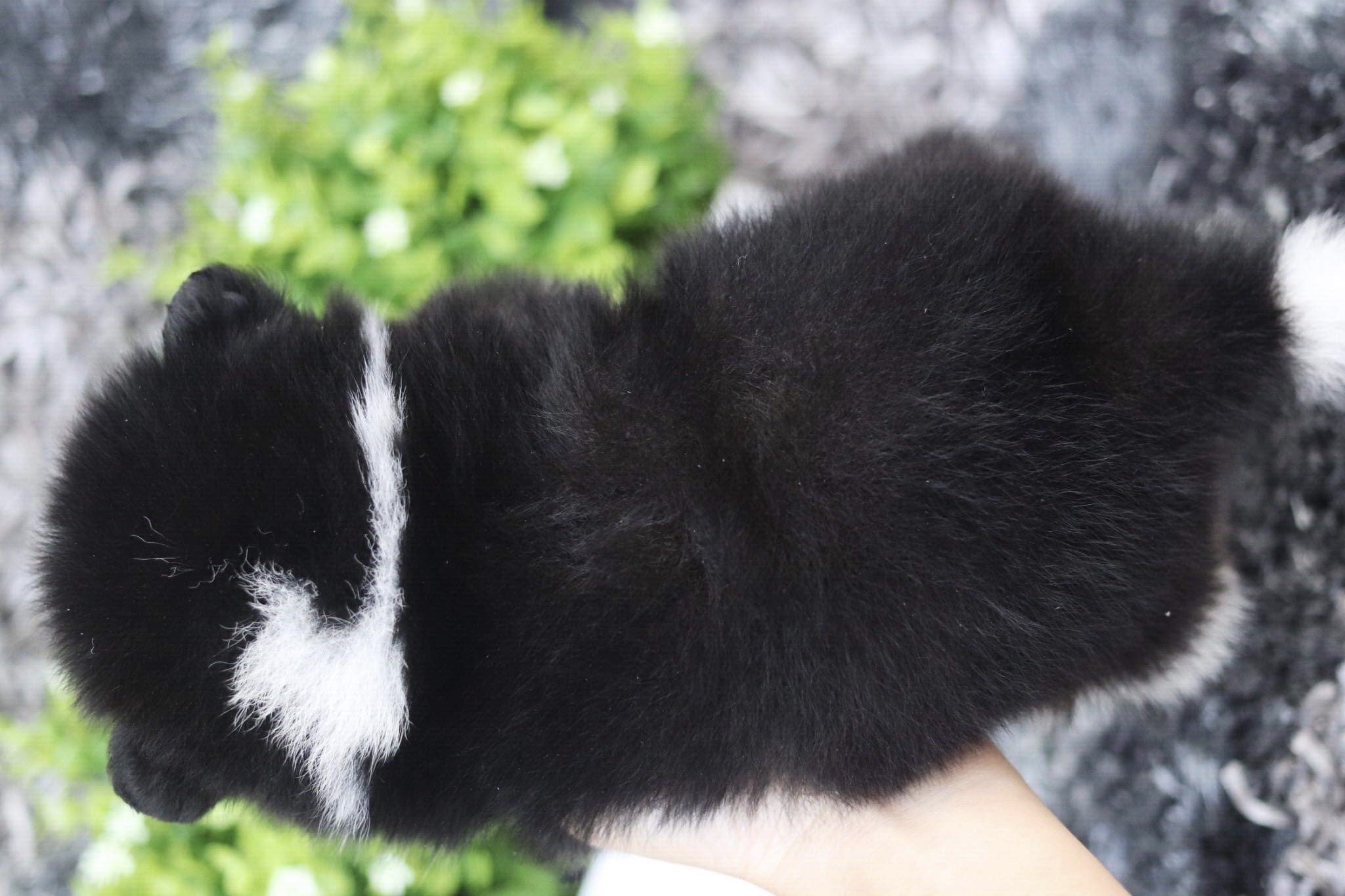 ปอมเมอเรเนียน เพศผู้