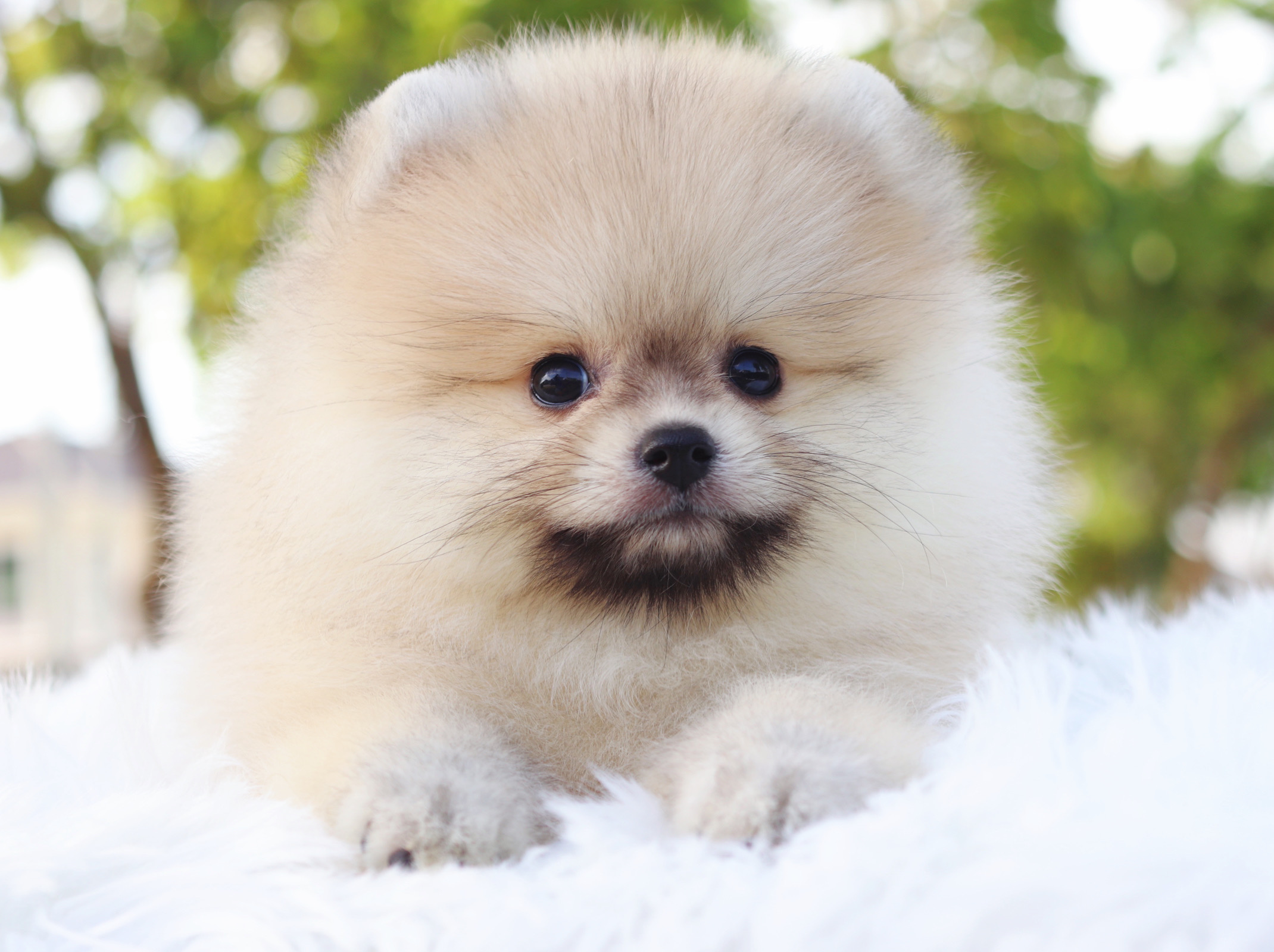 ปอมเมอเรเนียน เพศเมียสีส้ม