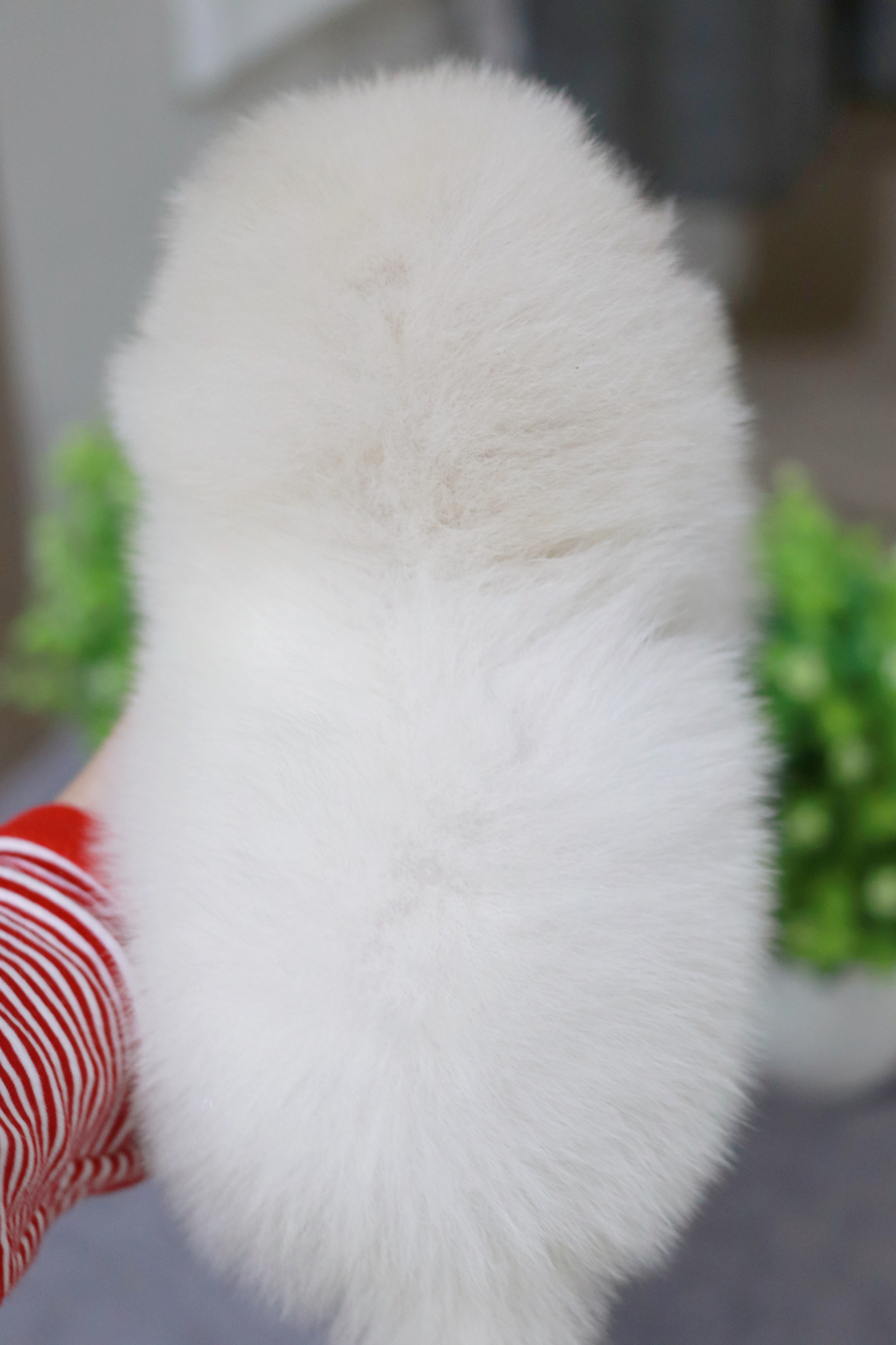 ปอมเมอเรเนียน เพศผู้