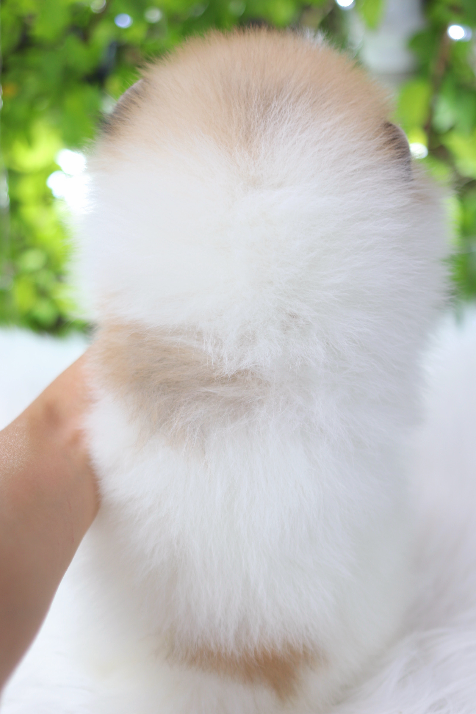 ปอมเมอเรเนียน เพศเมียสีแฟนซี เกรดโชว์