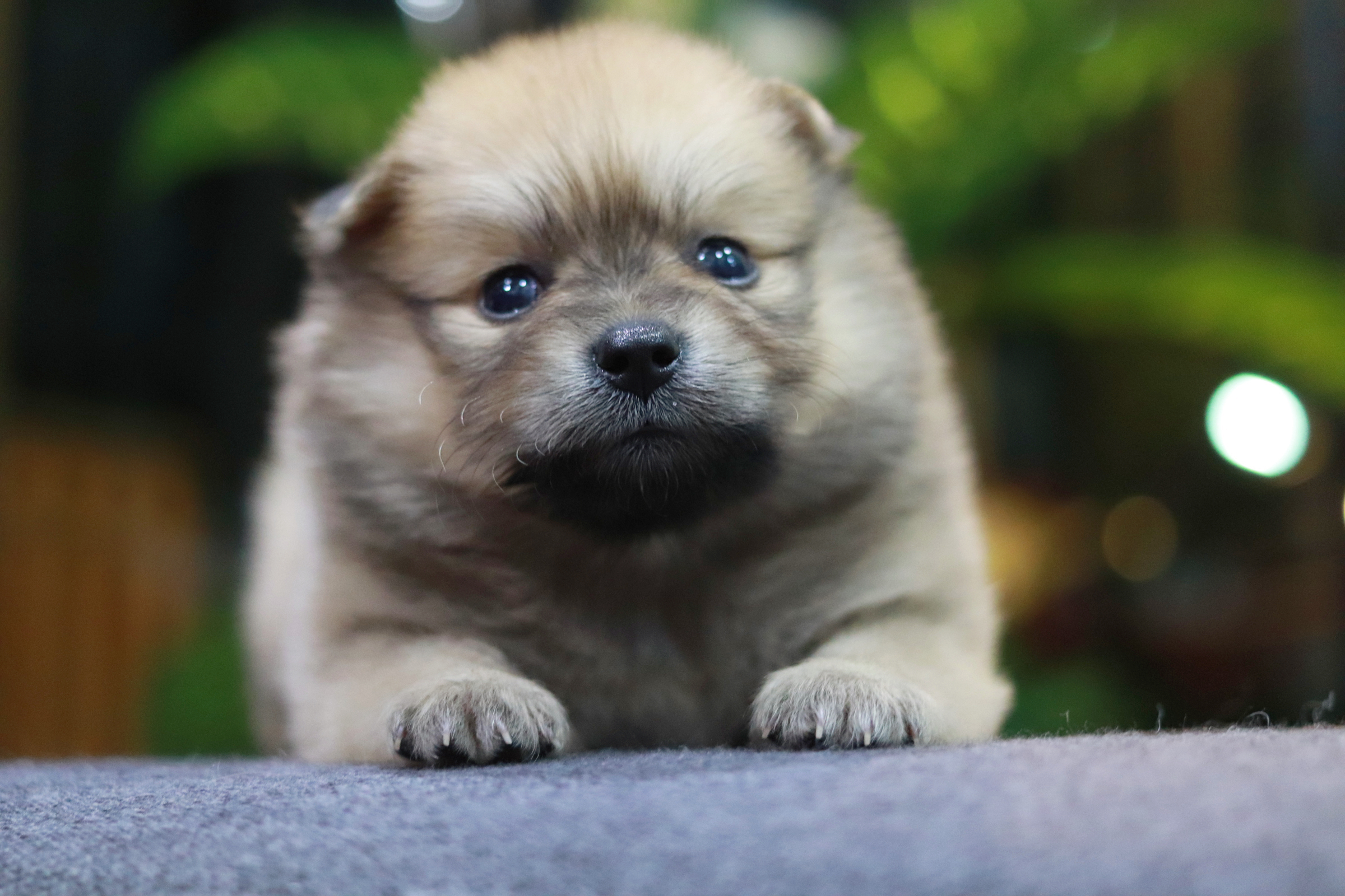 ปอมเมอเรเนียน เพศเมีย หน้าฟ็อก