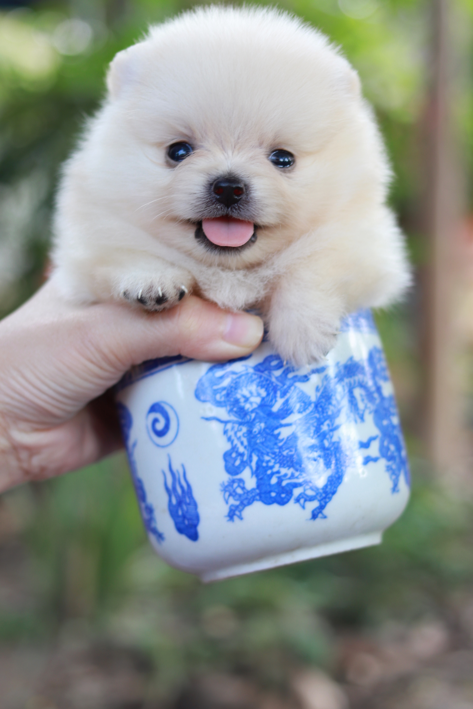 ปอมเมอเรเนียน เพศผู้