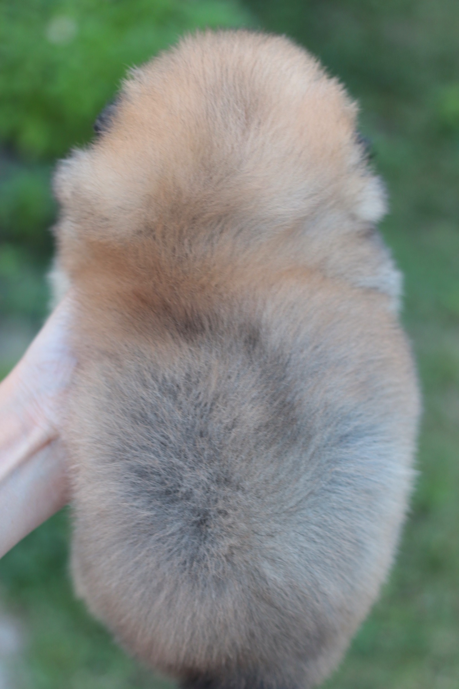 ปอมเมอเรเนียน เพศเมียสีส้ม