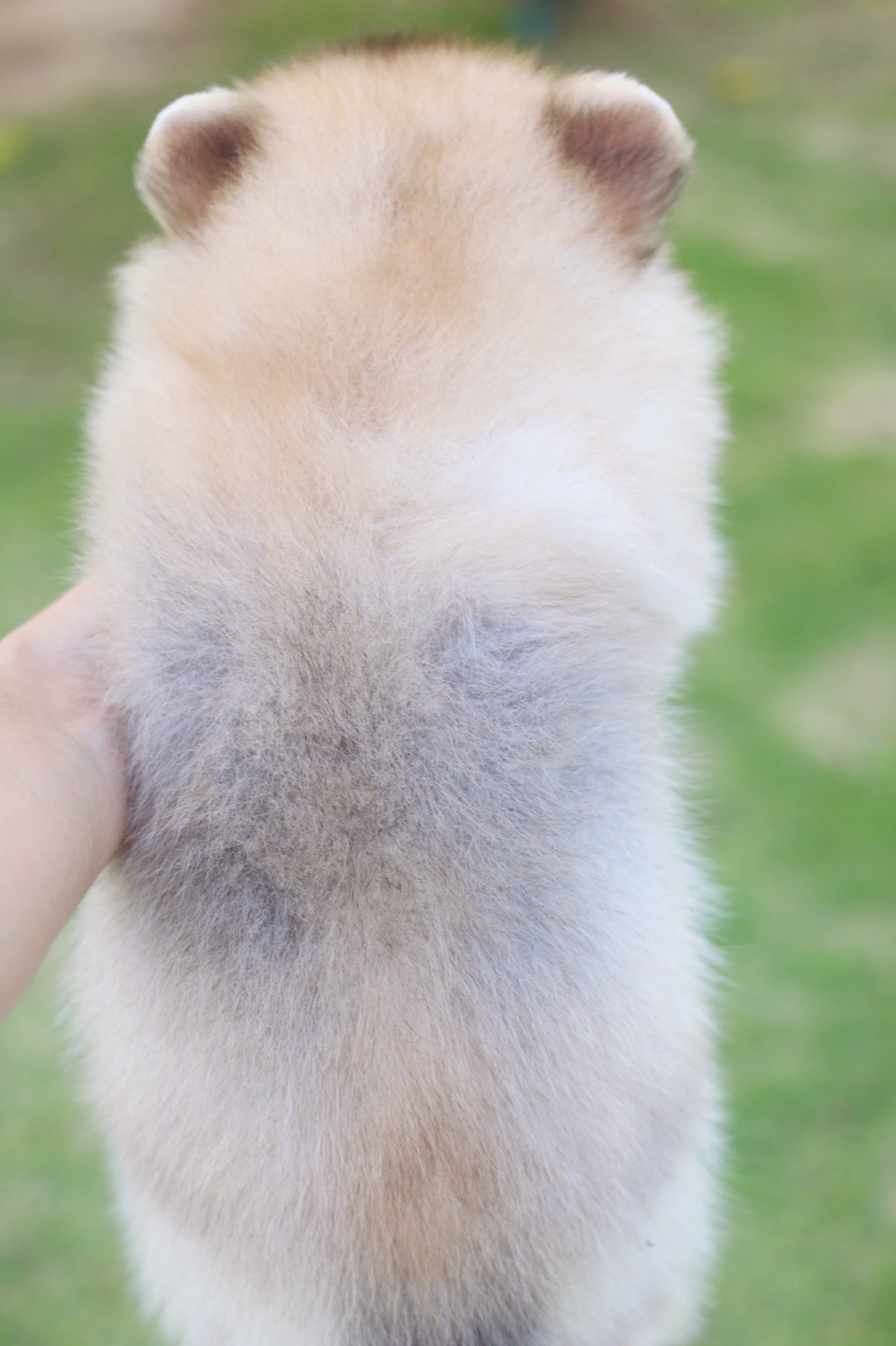 ปอมเมอเรเนียน เพศผู้สีส้มขนแน่นๆ