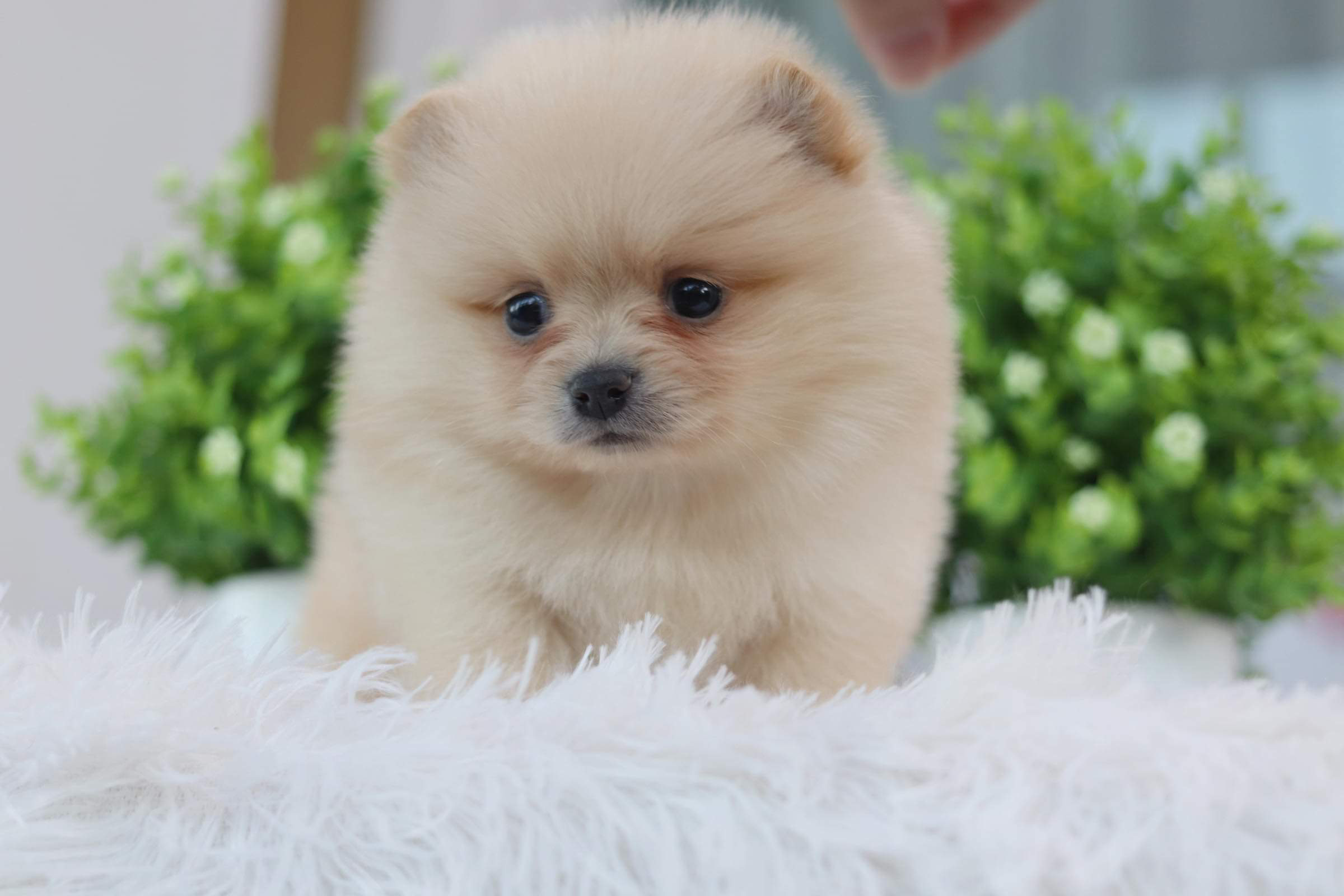 ปอมเมอเรเนียน เพศเมีย