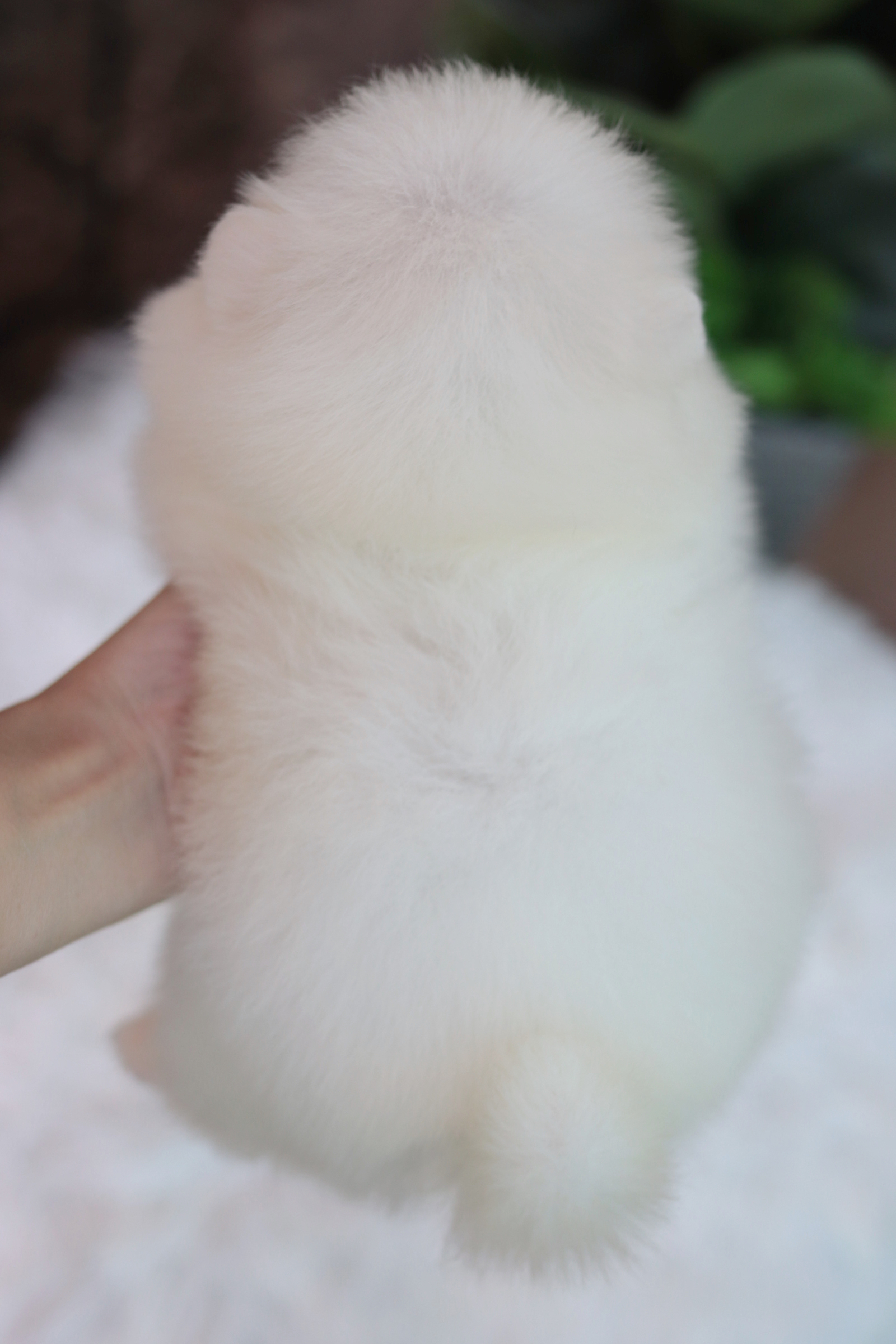 ปอมเมอเรเนียน เพศเมียสีขาว