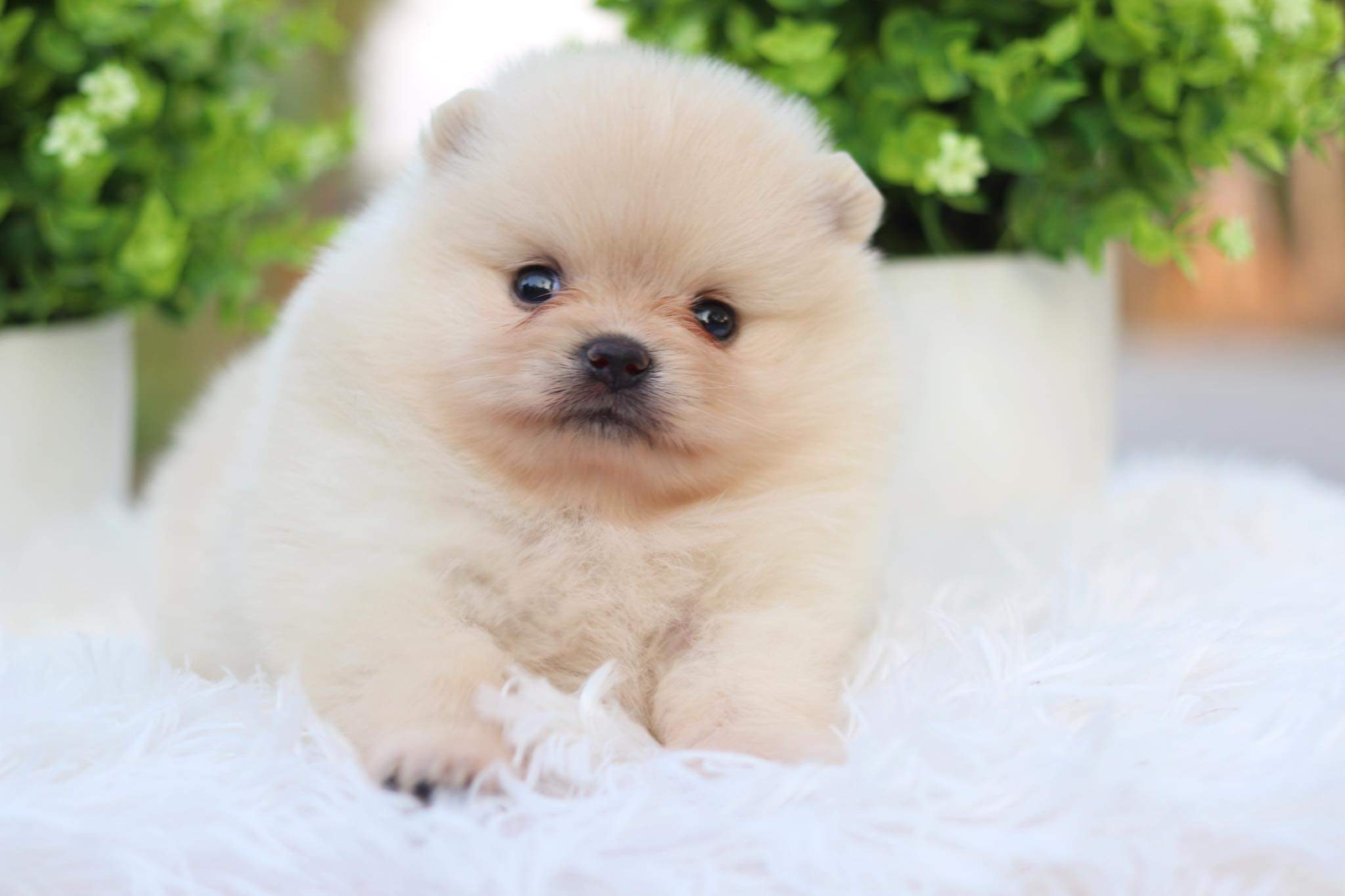 ปอมเมอเรเนียน เพศเมีย