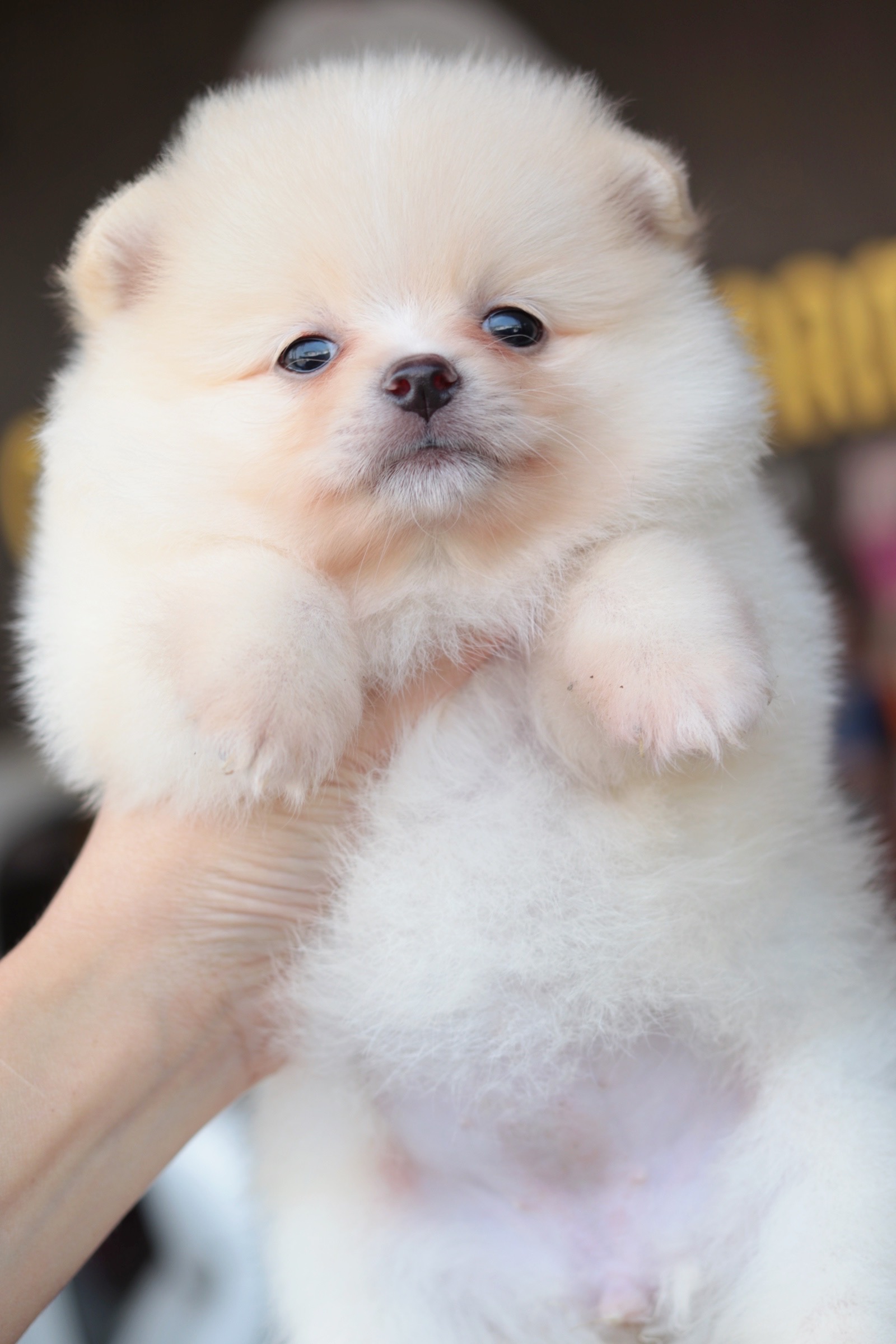 ปอมเมอเรเนียน เพศเมียขาวครีม