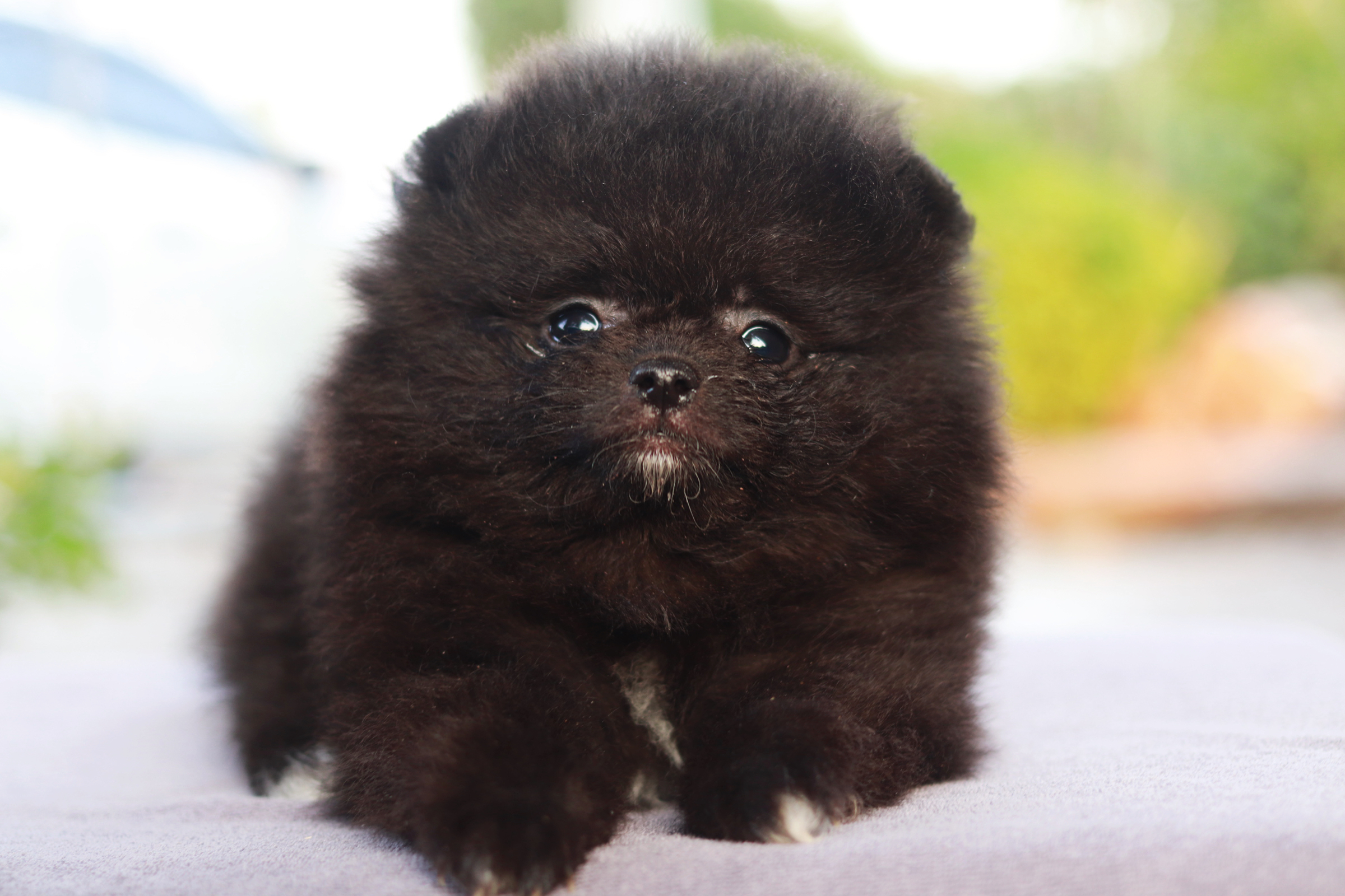 ปอมเมอเรเนียน เพศผู้