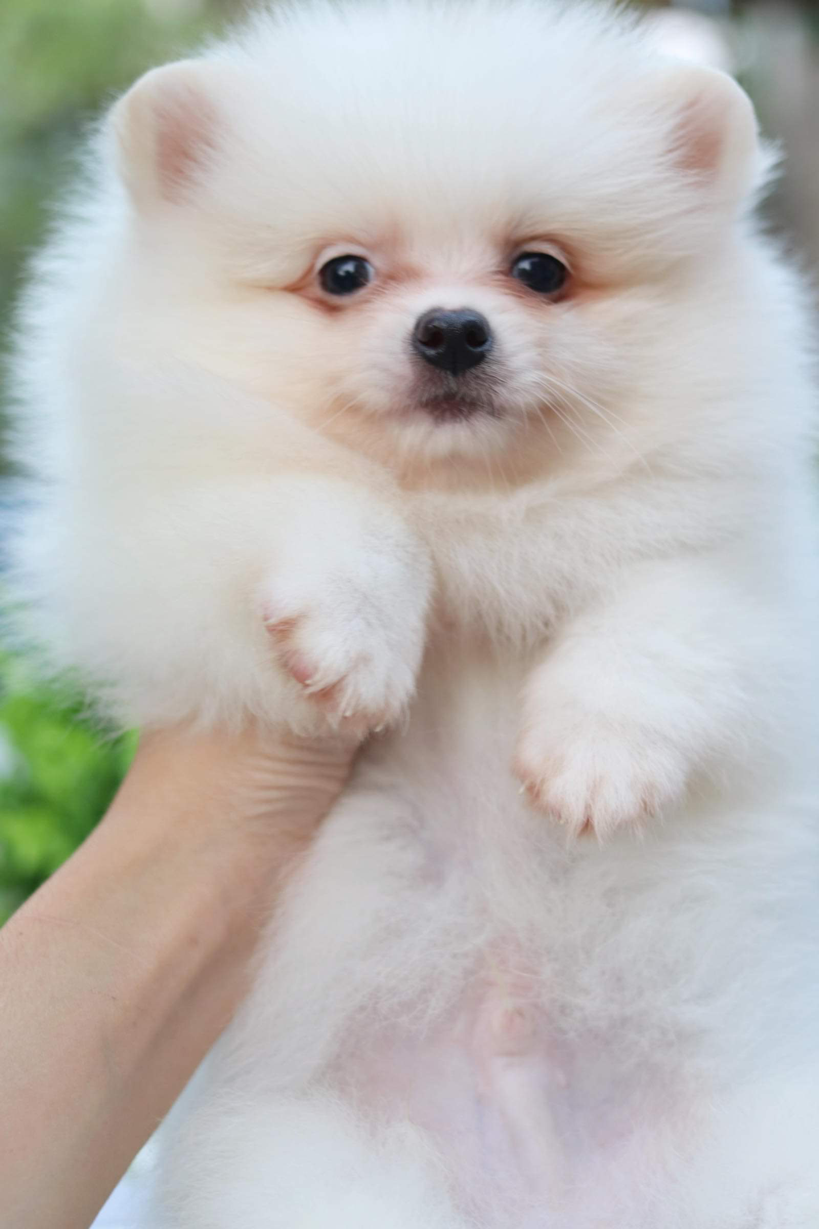 ปอมเมอเรเนียน เพศผู้