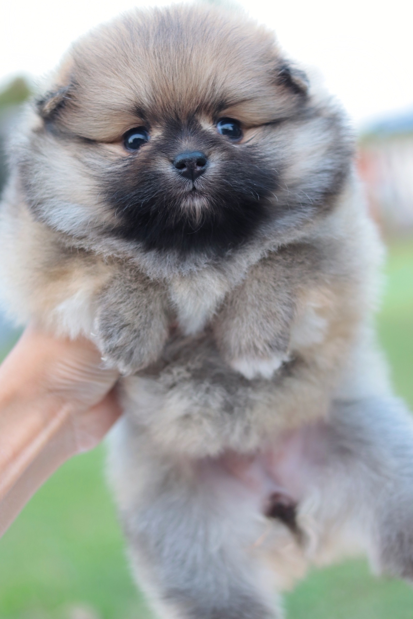 ปอมเมอเรเนียน เพศเมียสีส้ม