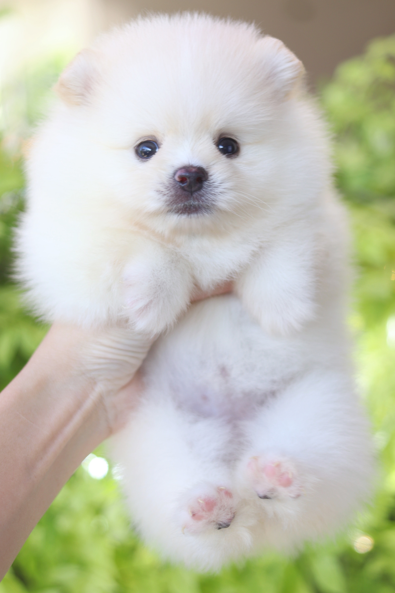 ปอมเมอเรเนียน เพศเมียสีขาวครีม เกรดโชว์