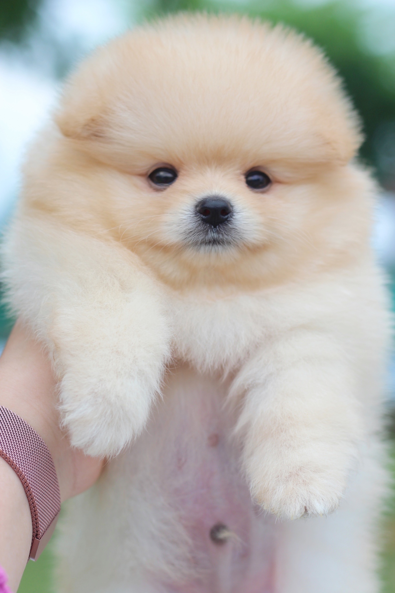 ปอมเมอเรเนียน เพศผู้สีครีม