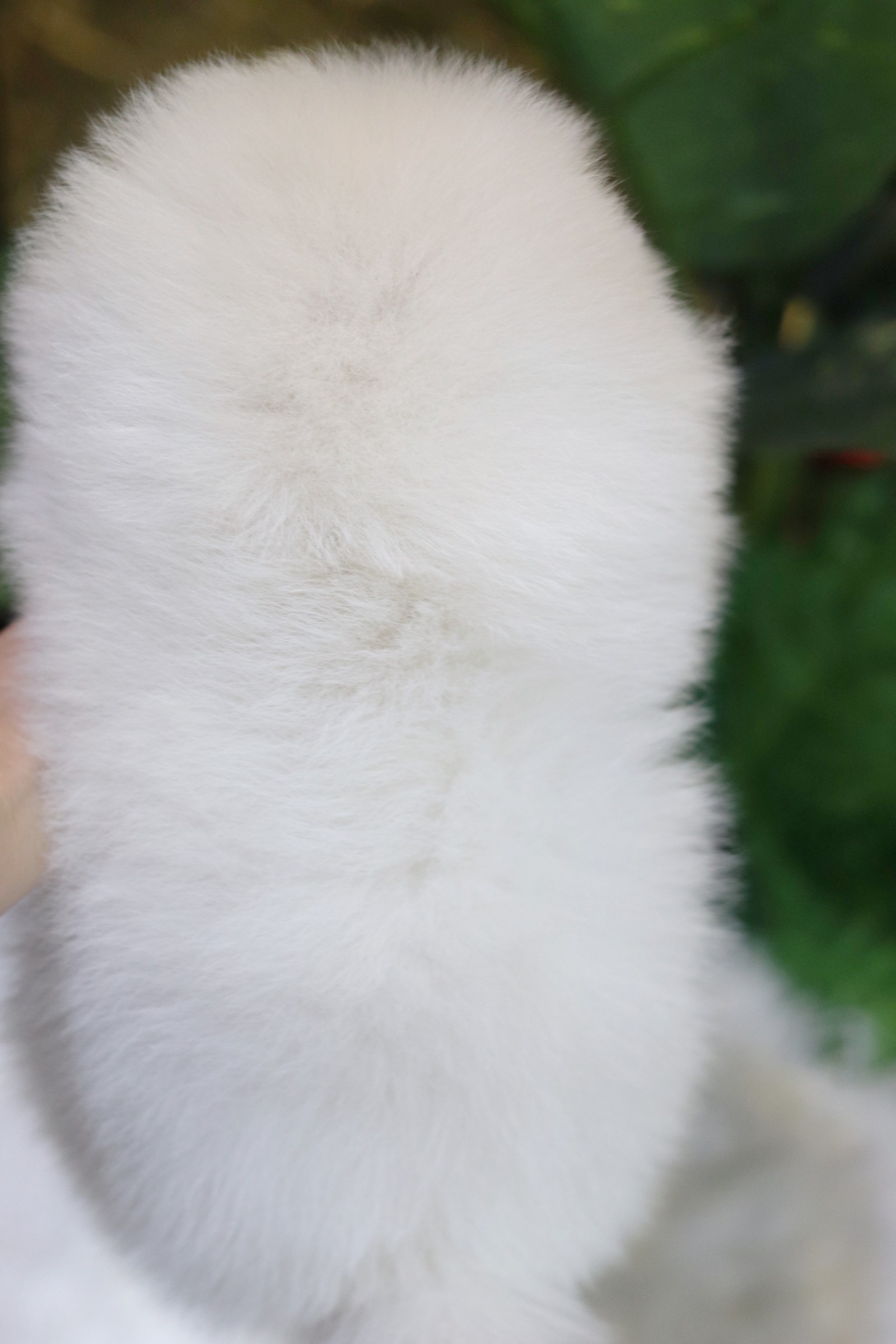 ปอมเมอเรเนียน เพศเมียสีขาว