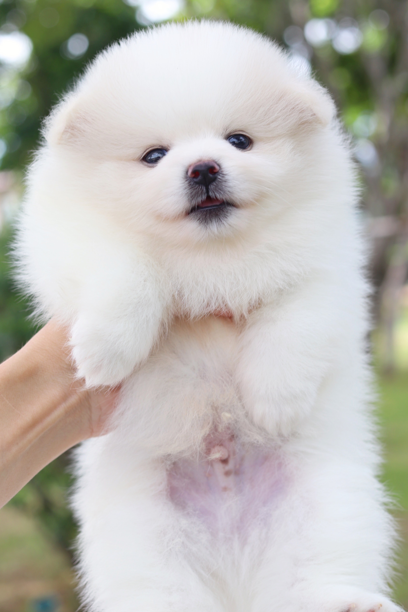 ปอมเมอเรเนียน เพศผู้ขาวครีม