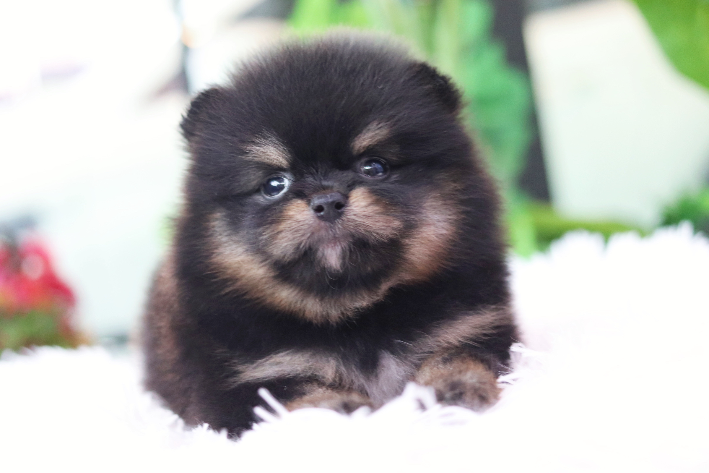 ปอมเมอเรเนียน เพศผู้ แบล็คแทน ไซส์เล็ก