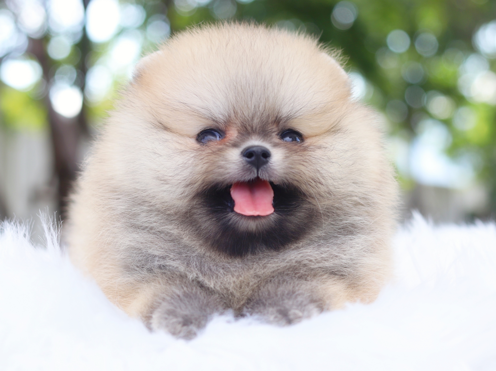 ปอมเมอเรเนียน เพศเมียสีส้มเกรดโชว์