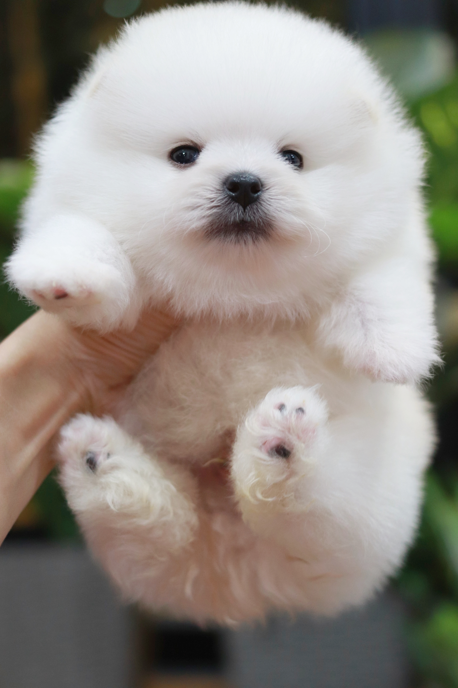 ปอมเมอเรเนียน เพศผู้