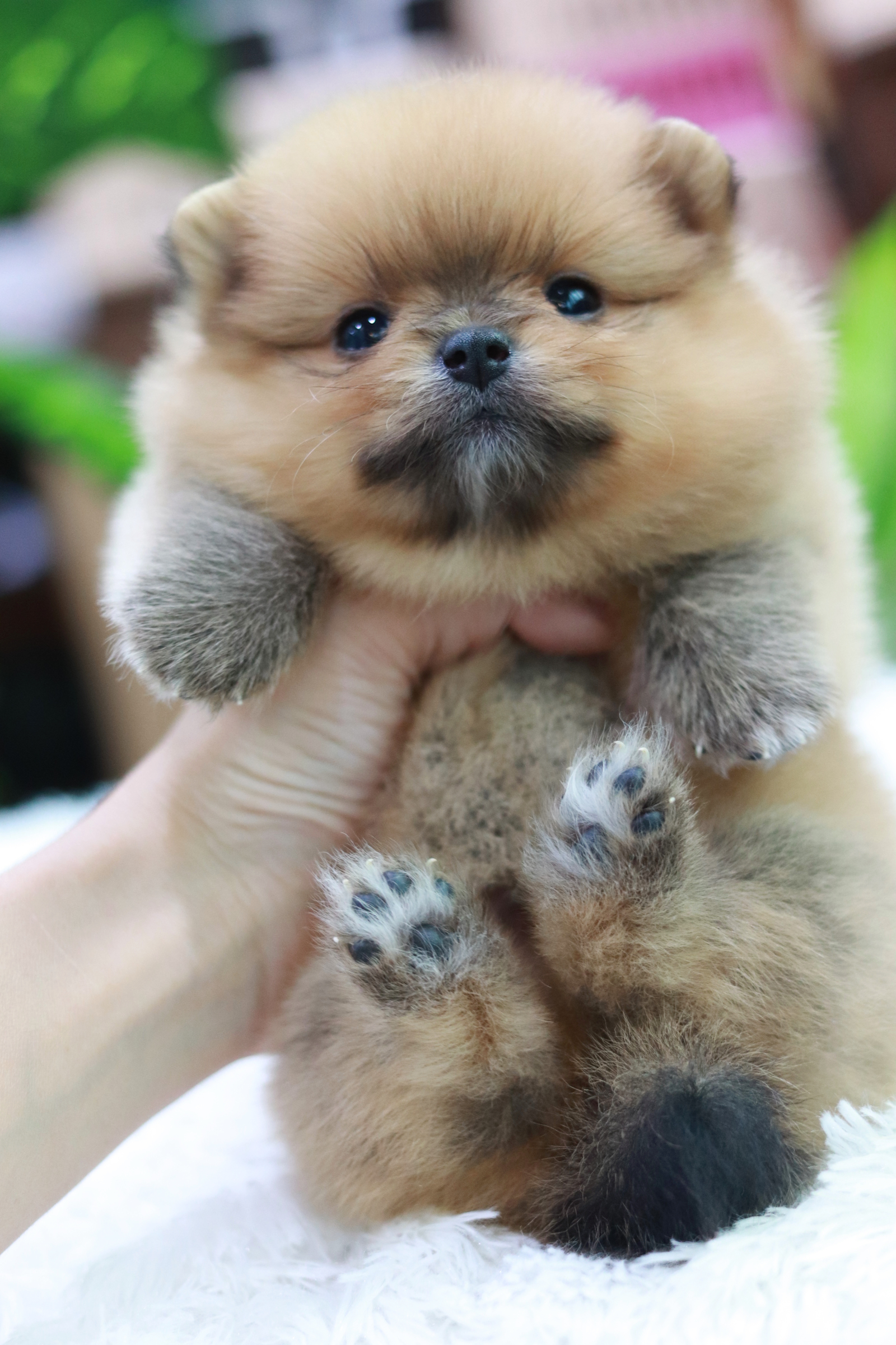 ปอมเมอเรเนียน เพศผู้ สีส้ม