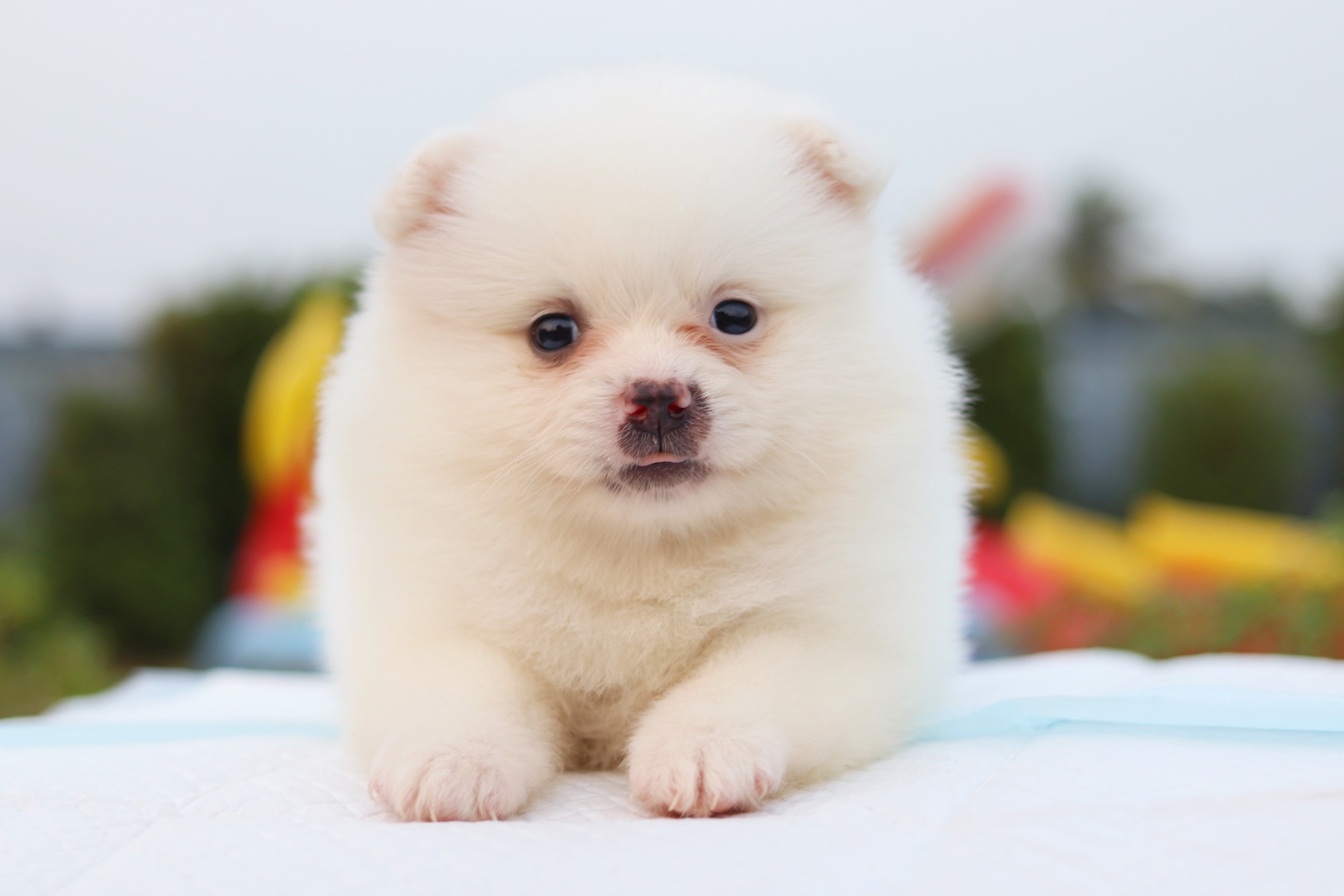 ปอมเมอเรเนียน เพศเมียสีขาว