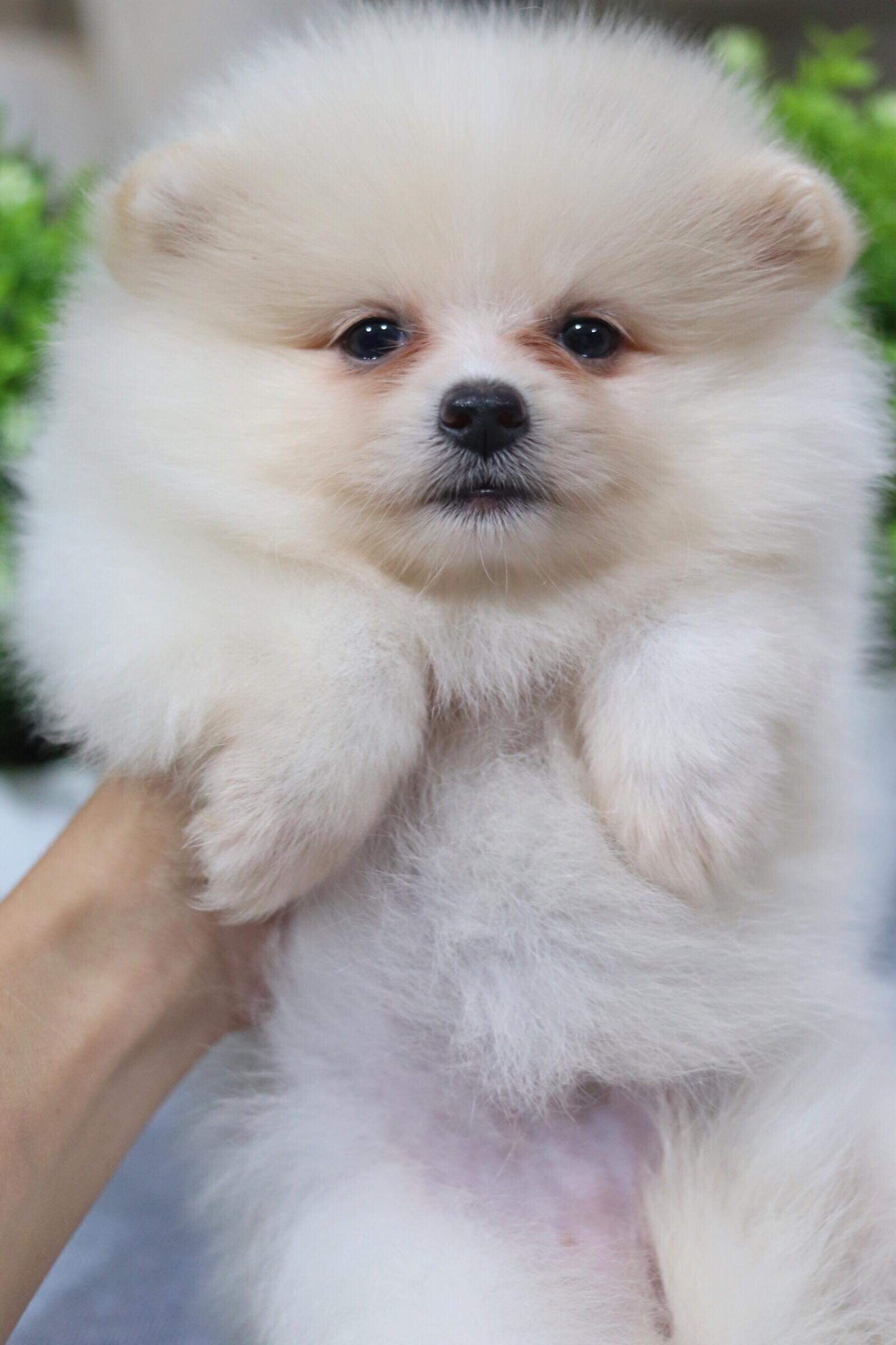 ปอมเมอเรเนียน เพศเมีย