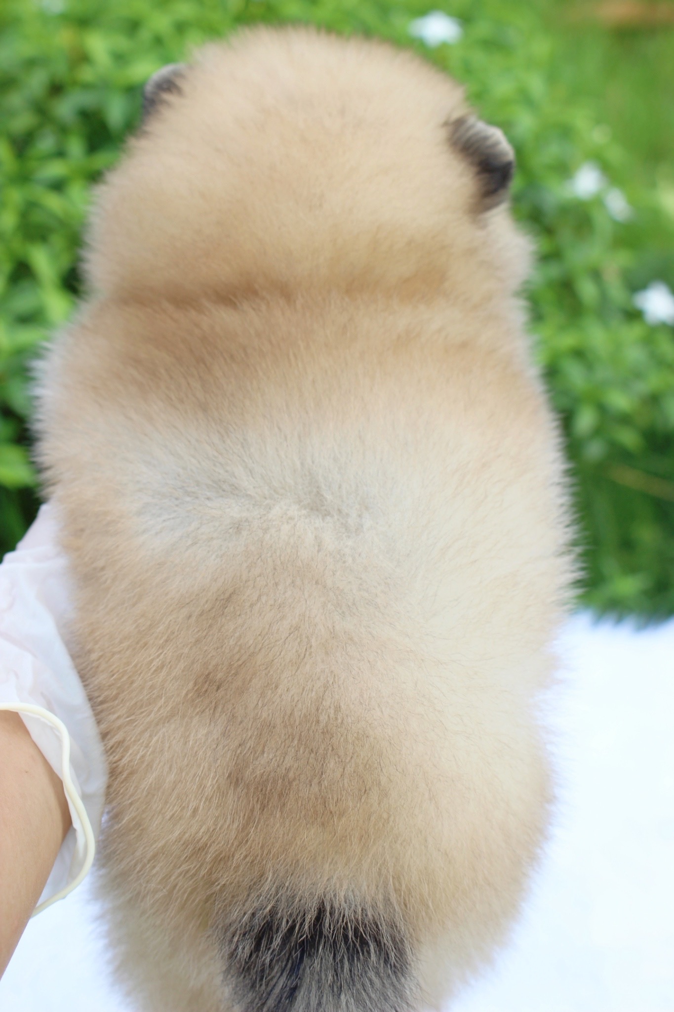 ปอมเมอเรเนียน เพศเมียสีส้ม