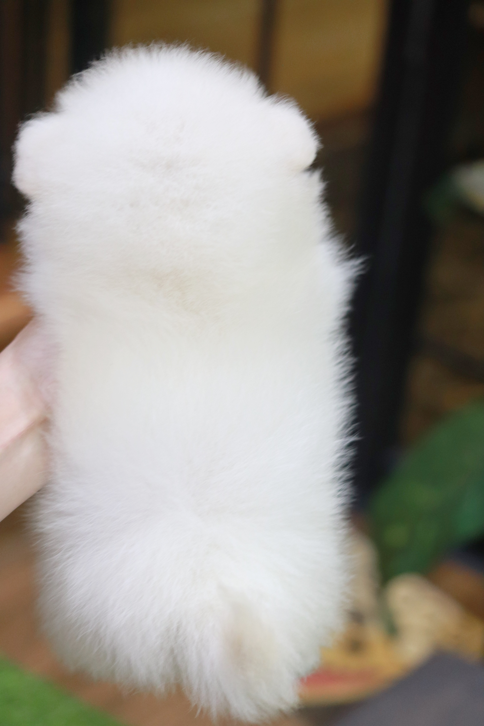 ปอมเมอเรเนียน เพศเมีย ขาวครีม ขนแน่น