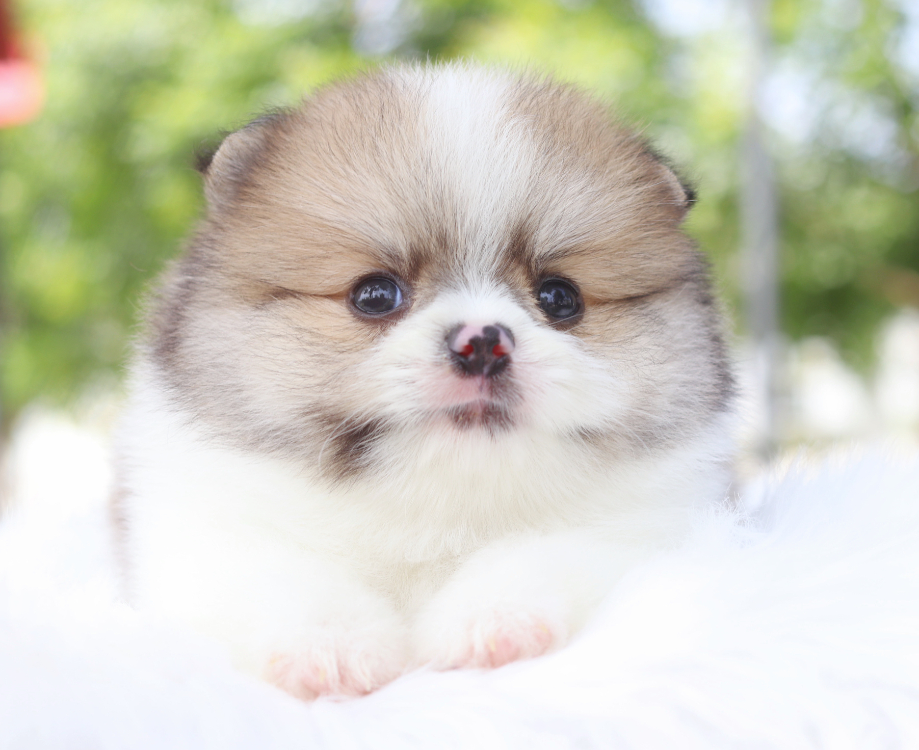 ปอมเมอเรเนียน เพศผู้สีแฟนซี