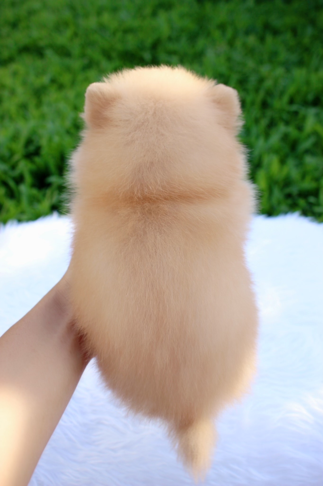 ปอมเมอเรเนียน เพศเมียสีครีม มีถุงเท้า