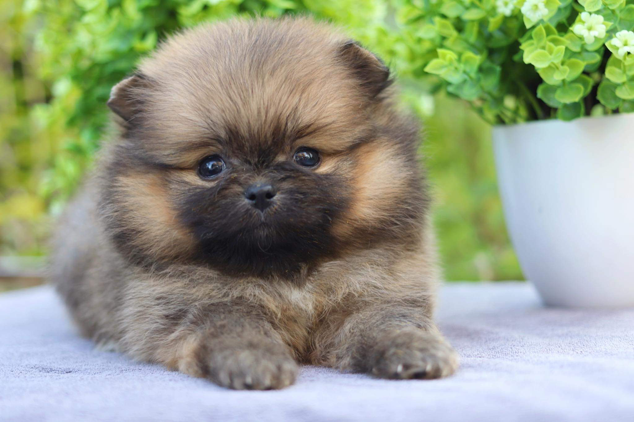 ปอมเมอเรเนียน เพศผู้