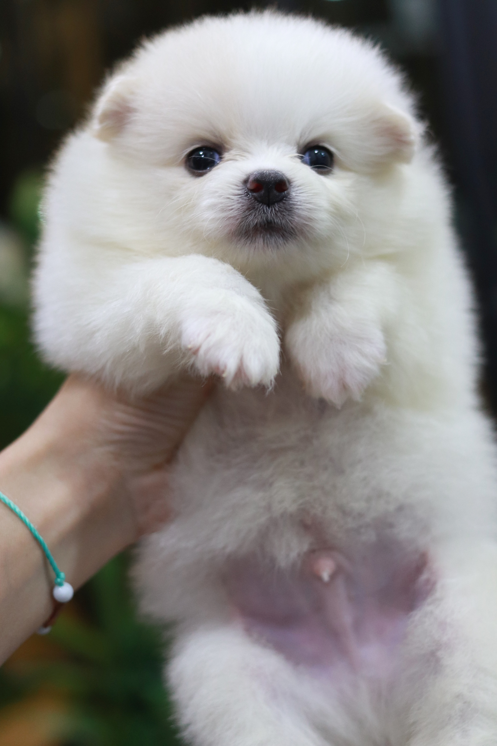 ปอมเมอเรเนียน เพศผู้