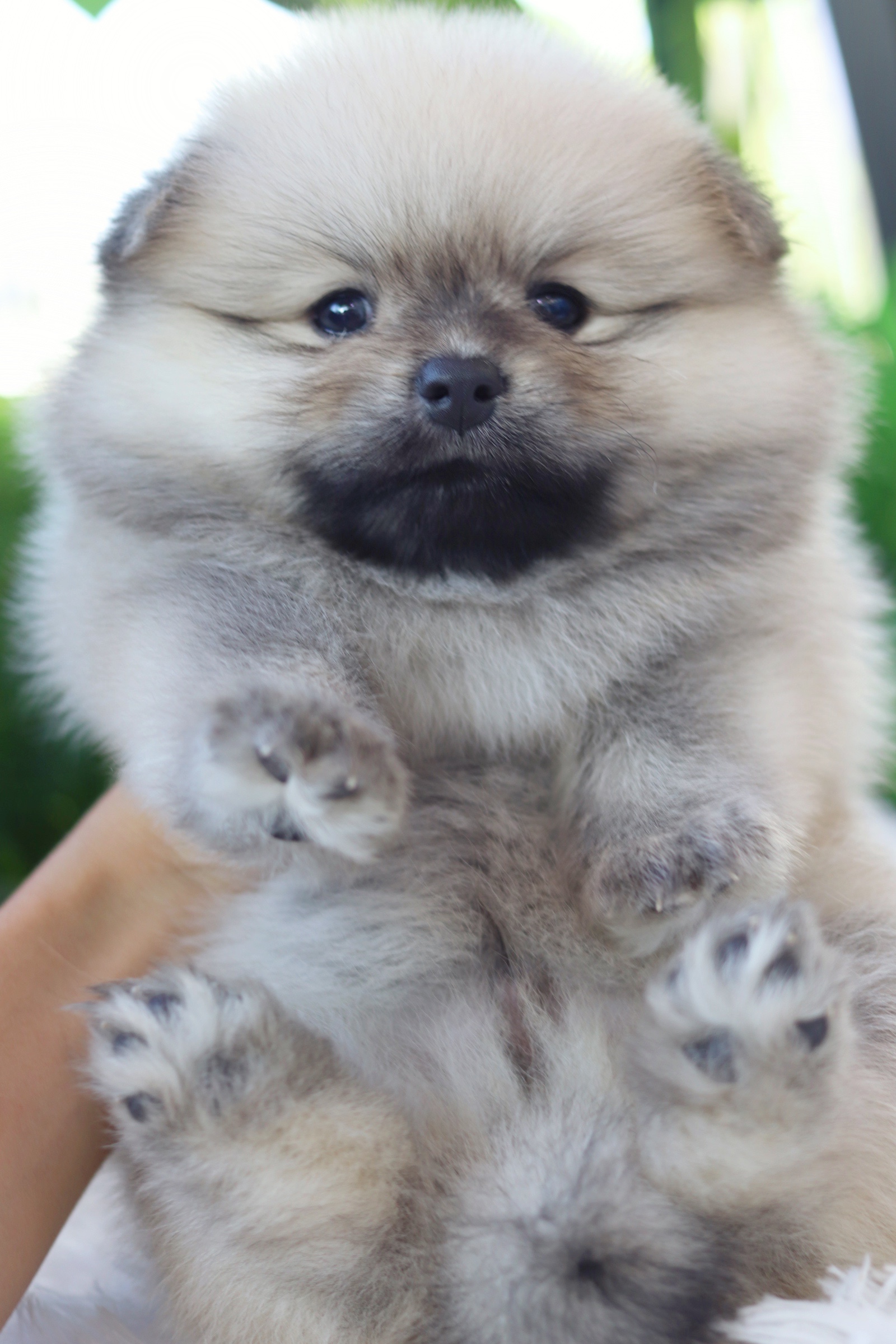 ปอมเมอเรเนียน เพศผู้ สีส้ม