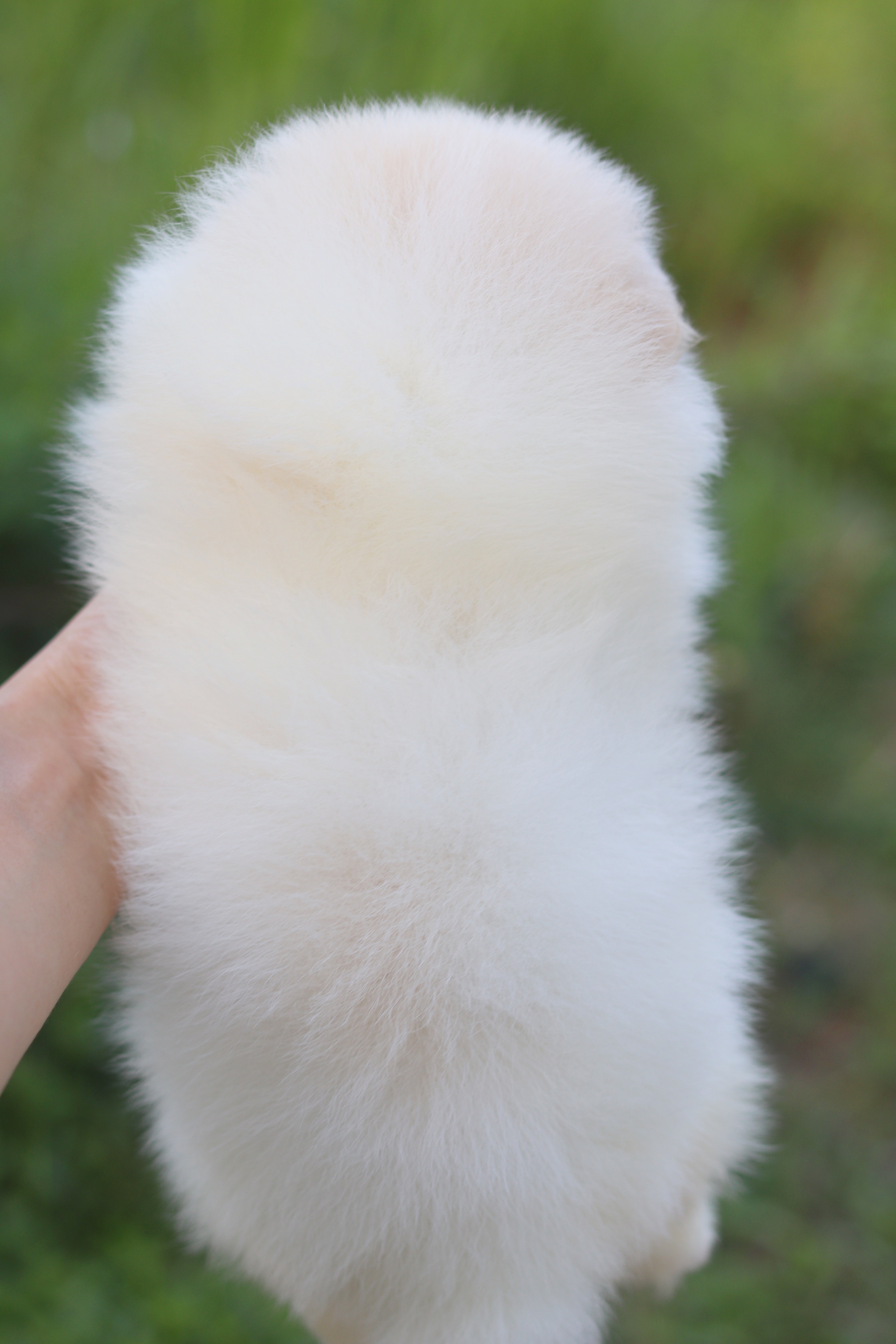 ปอมเมอเรเนียน เพศผู้ สีขาวครีม