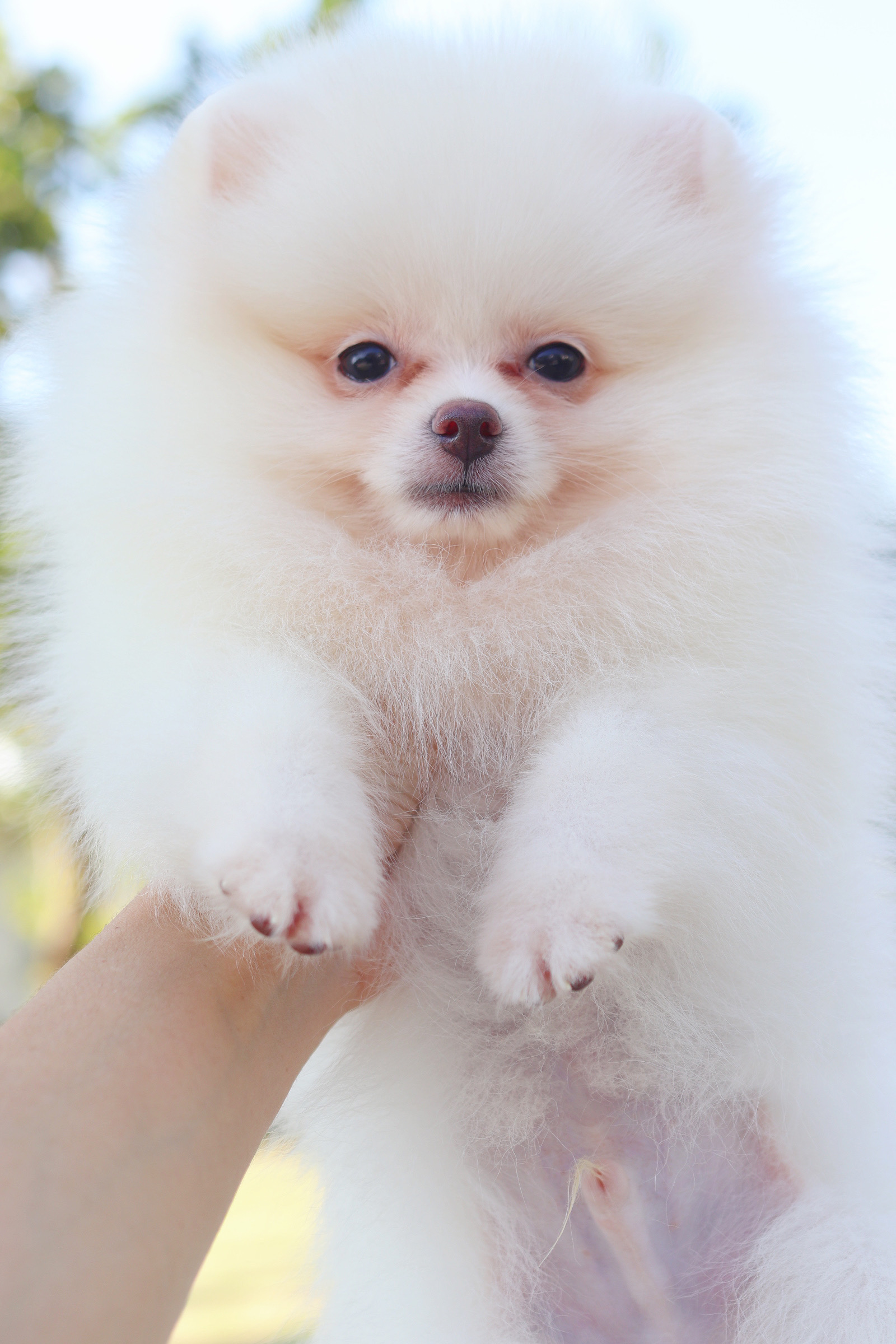 ปอมเมอเรเนียน เพศผู้ สีขาวครีม