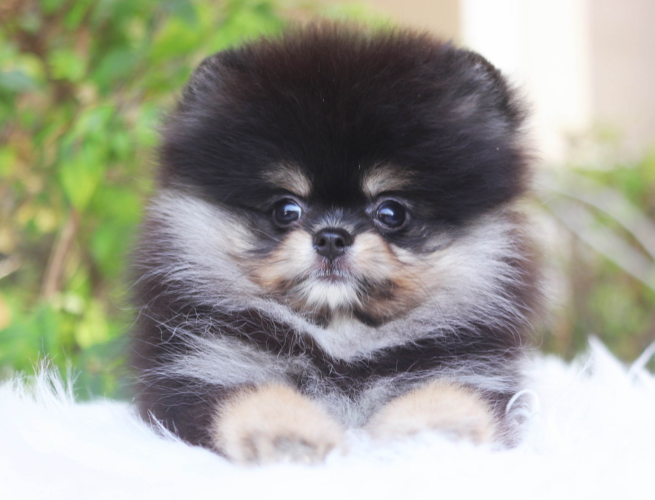 ปอมเมอเรเนียน เพศเมียสีแบล็คแทน เกรดโชว์