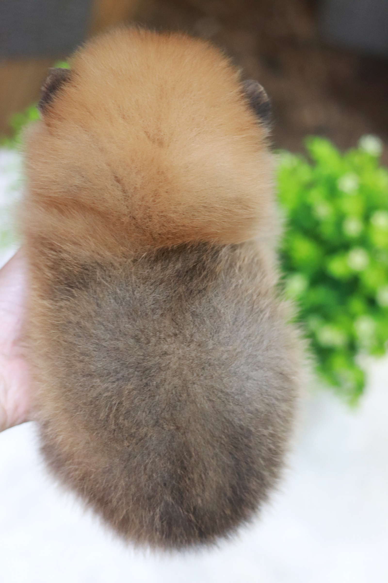 ปอมเมอเรเนียน เพศเมีย สีส้ม