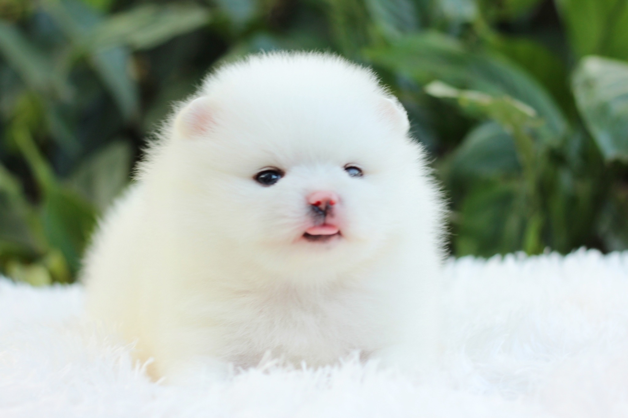 ปอมเมอเรเนียน เพศเมีย สีขาว หน้าตุ๊กตา