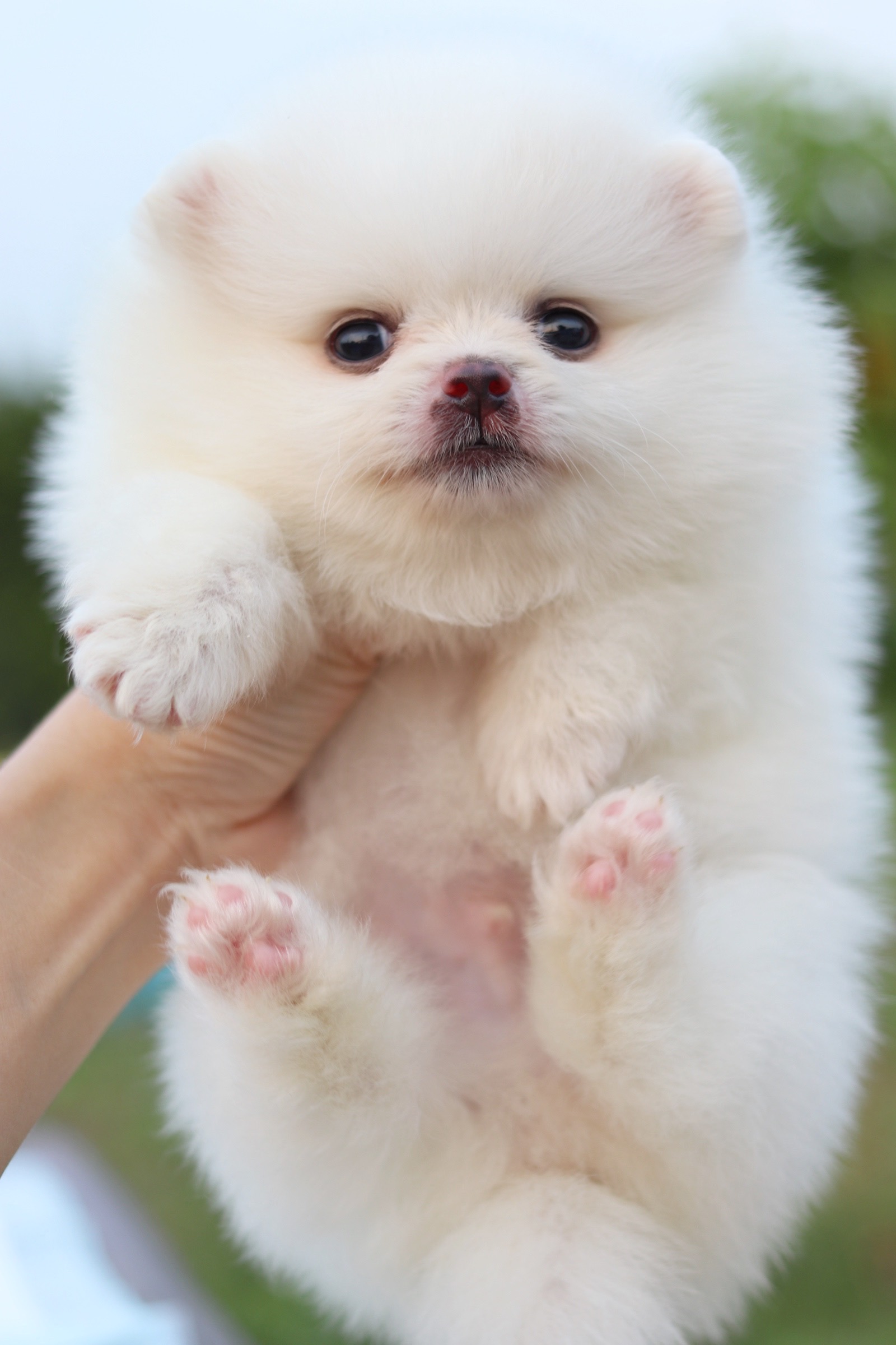 ปอมเมอเรเนียน เพศผู้ สีขาวครีม