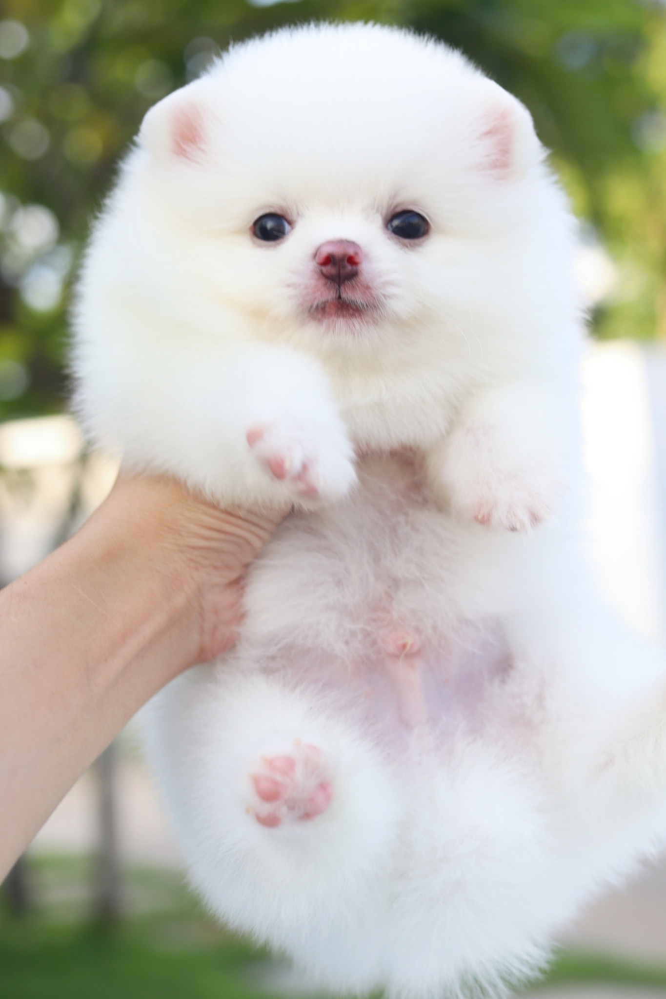 ปอมเมอเรเนียน เพศผู้สีขาวครีม