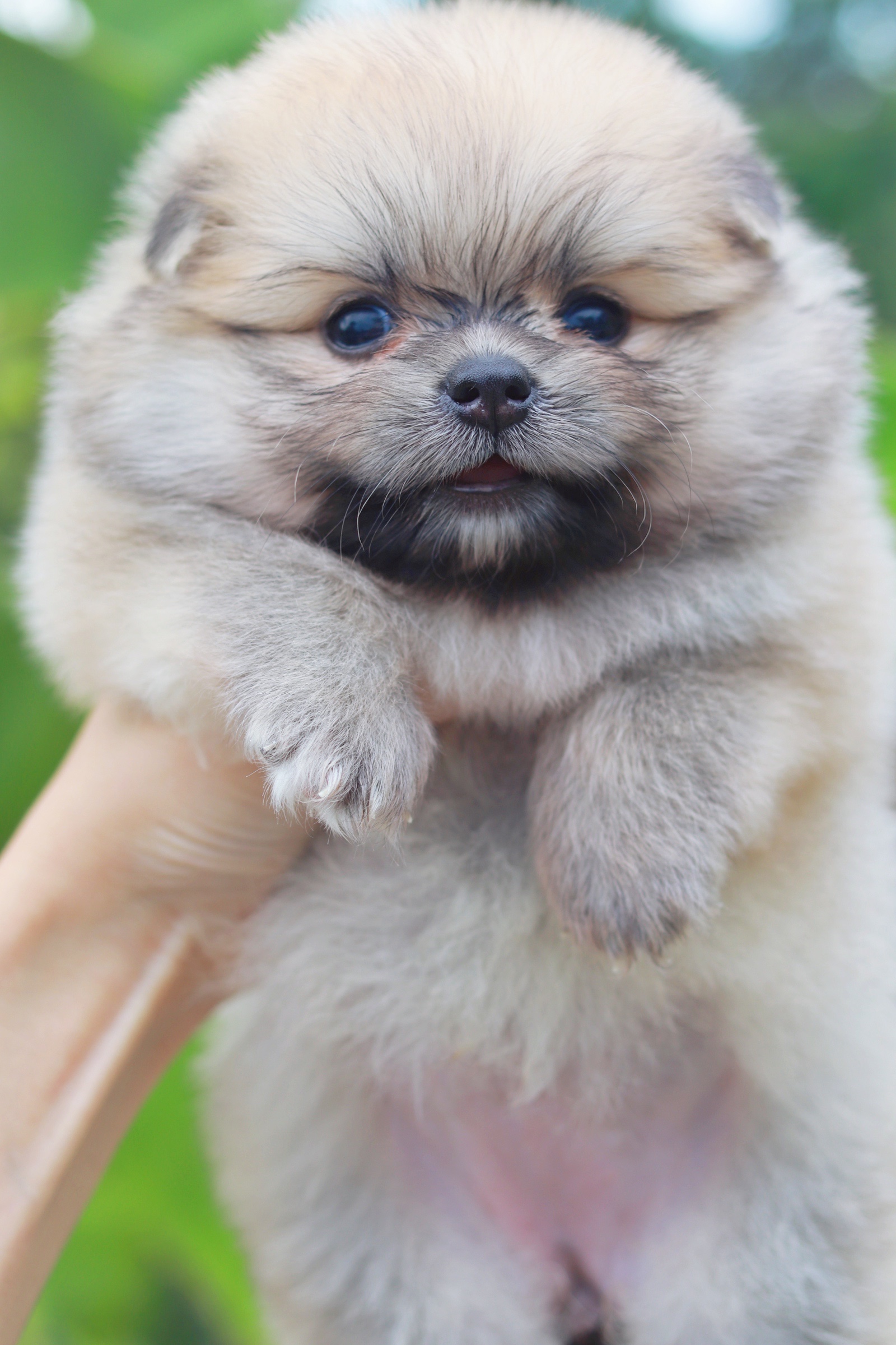 ปอมเมอเรเนียน เพศเมียสีส้ม