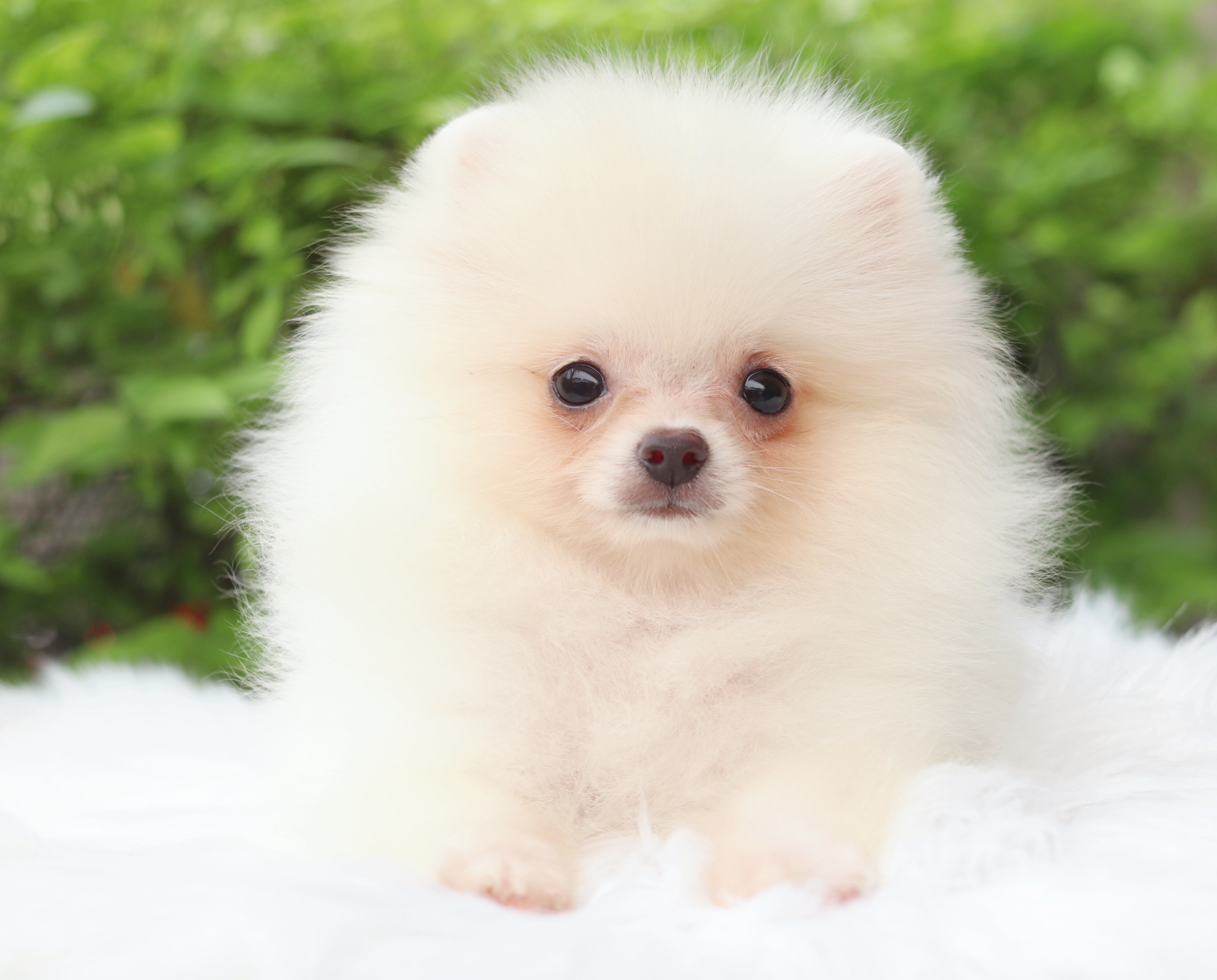 ปอมเมอเรเนียน เพศผู้สีขาวครีม