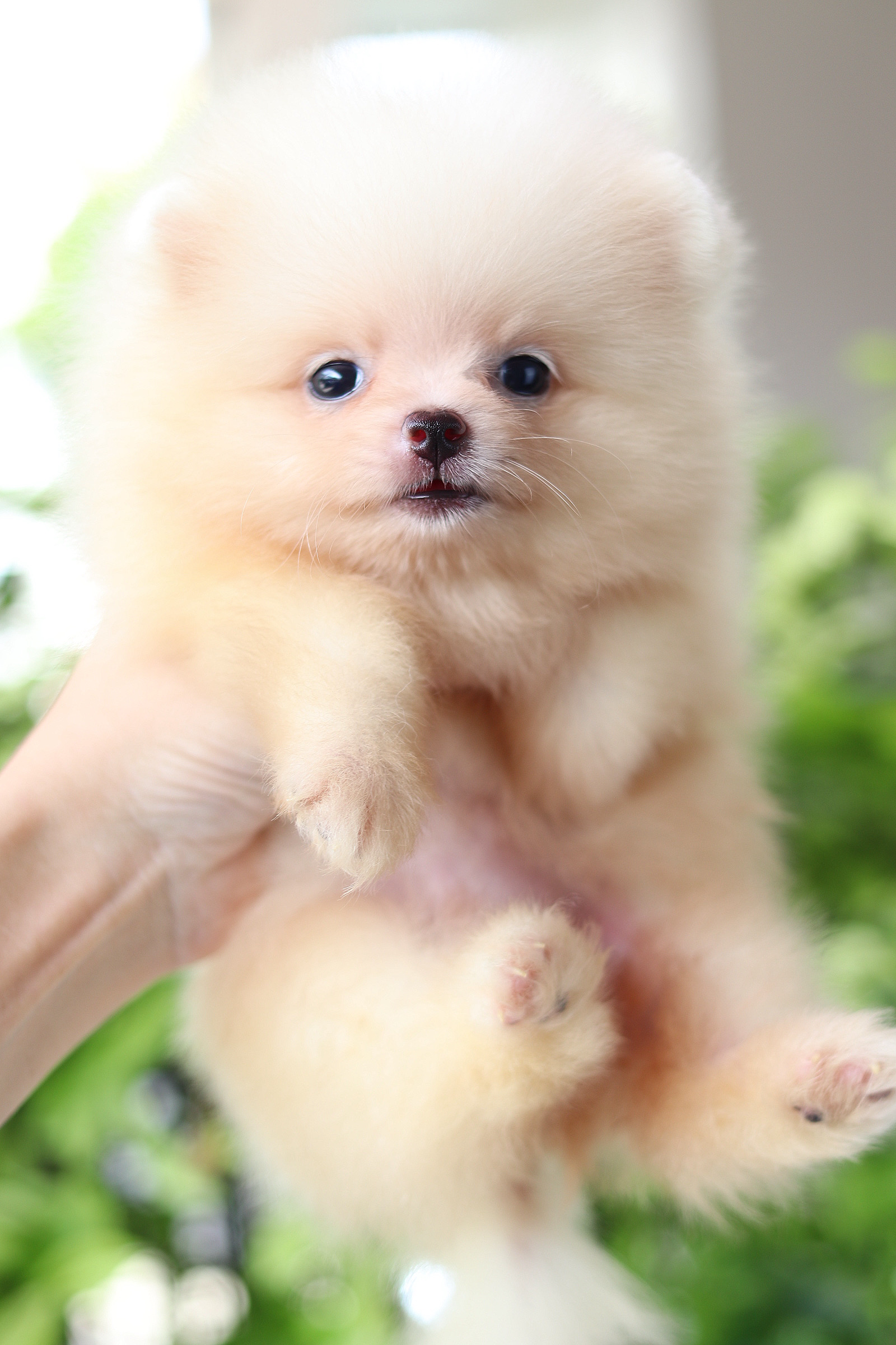 ปอมเมอเรเนียน เพศเมียสีขาวครีม