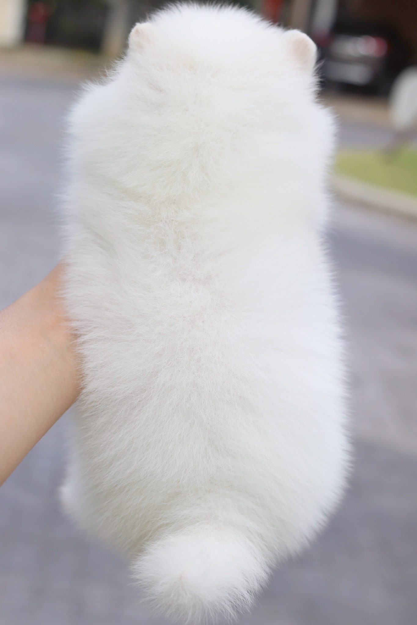 ปอมเมอเรเนียน เพศผู้สีขาวครีม