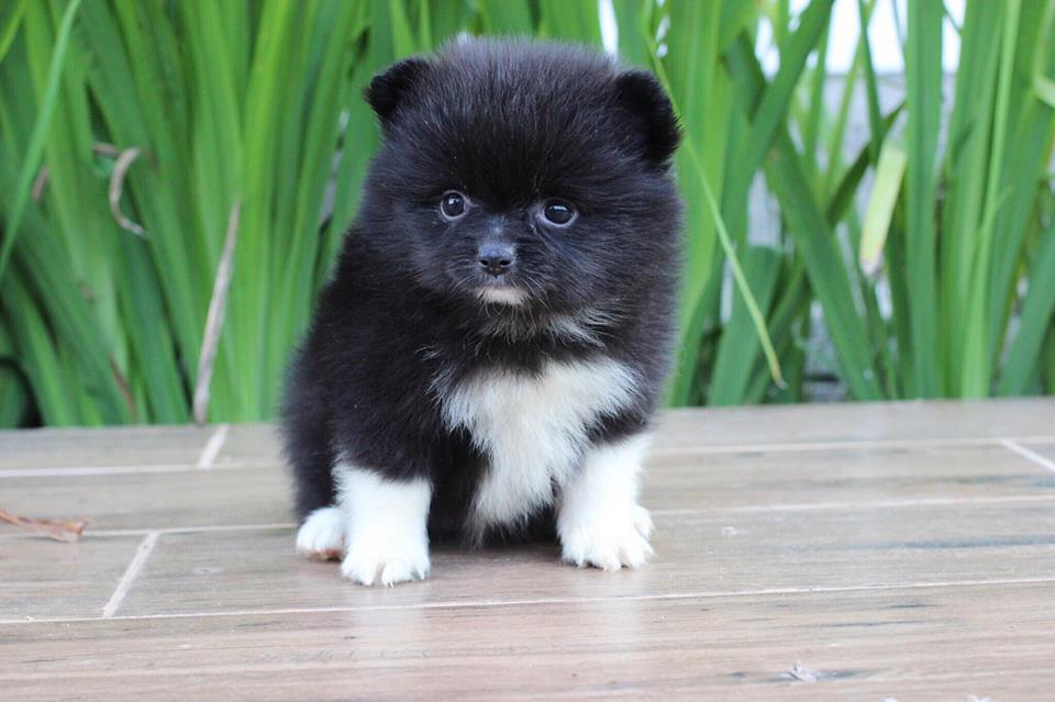 ปอมเมอเรเนียน เพศเมีย